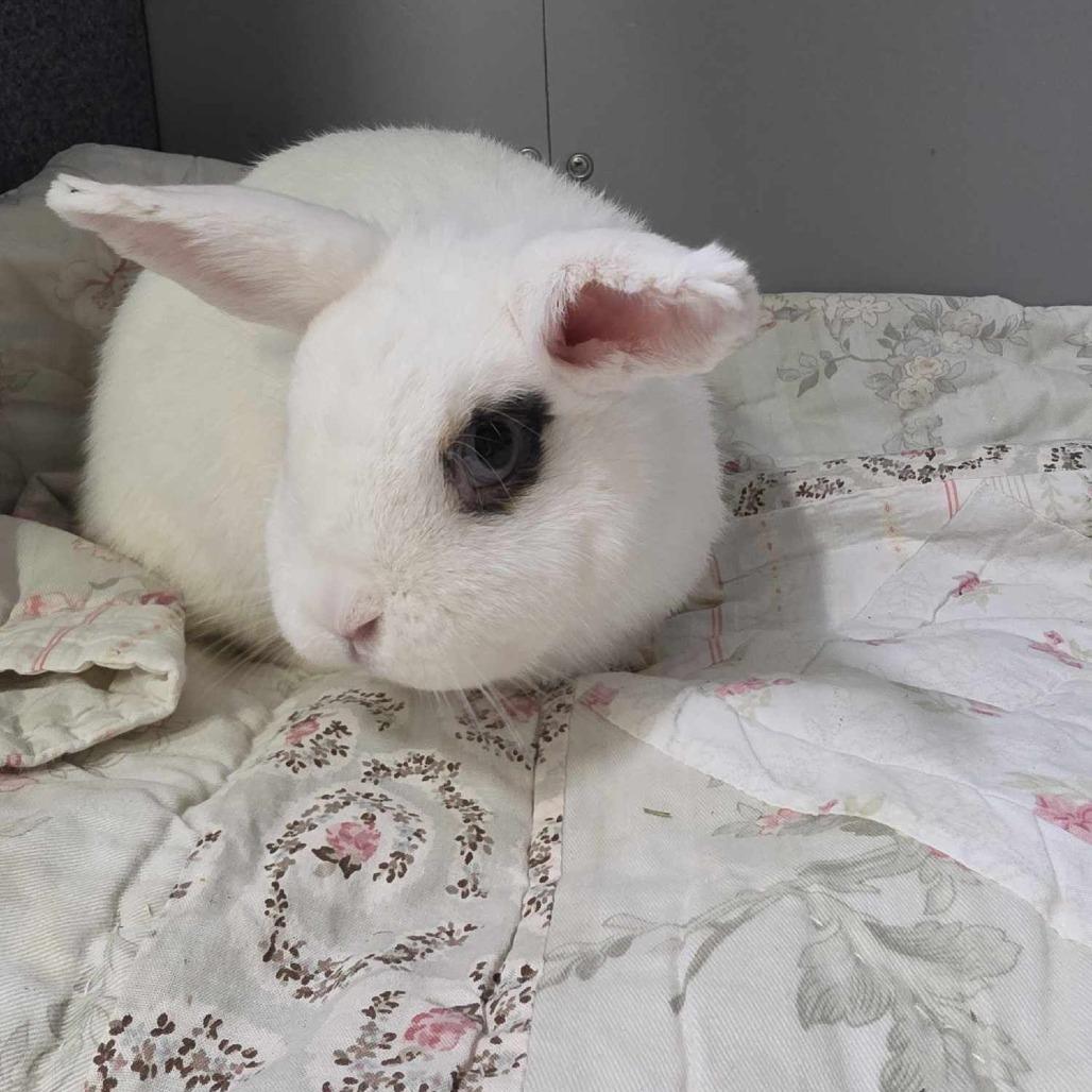 Enlarge Bonnie, a Adoptable Mini Lop in Hampton Bays, NY image 3/3