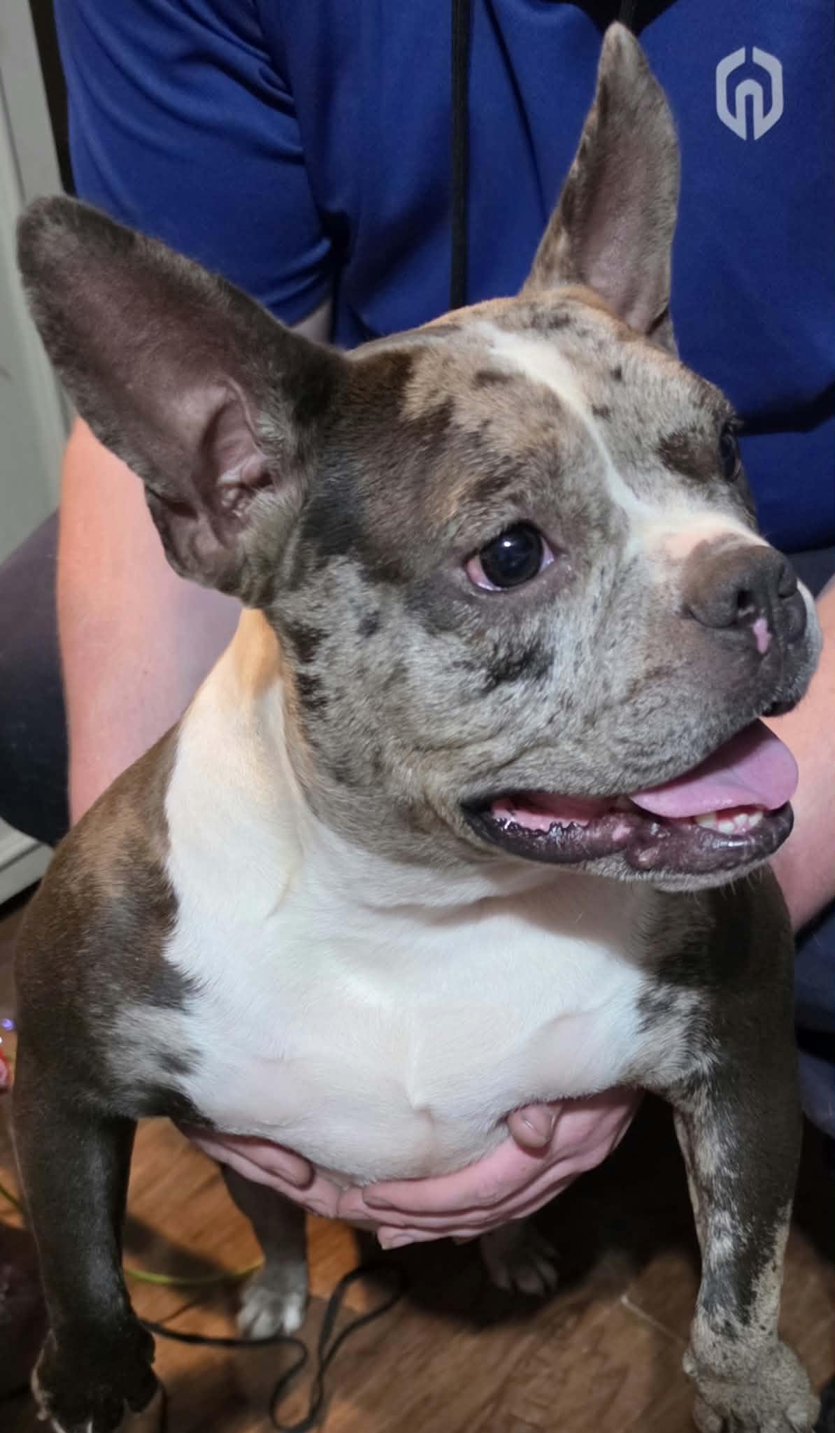 Tilly, Adoptable, Adult Female French Bulldog.