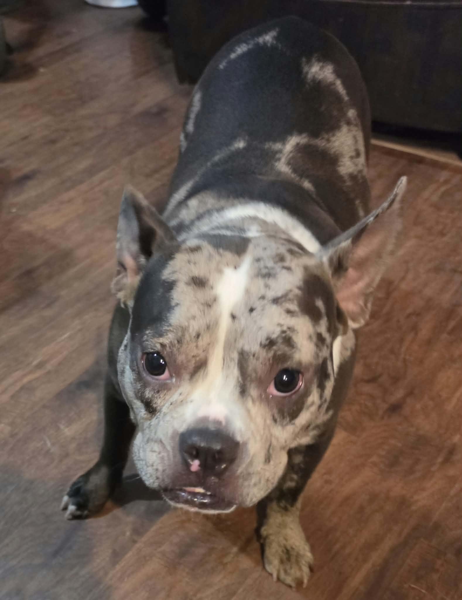 Enlarge Tilly, a Adoptable mixed breed in Oklahoma City, OK image 2/5