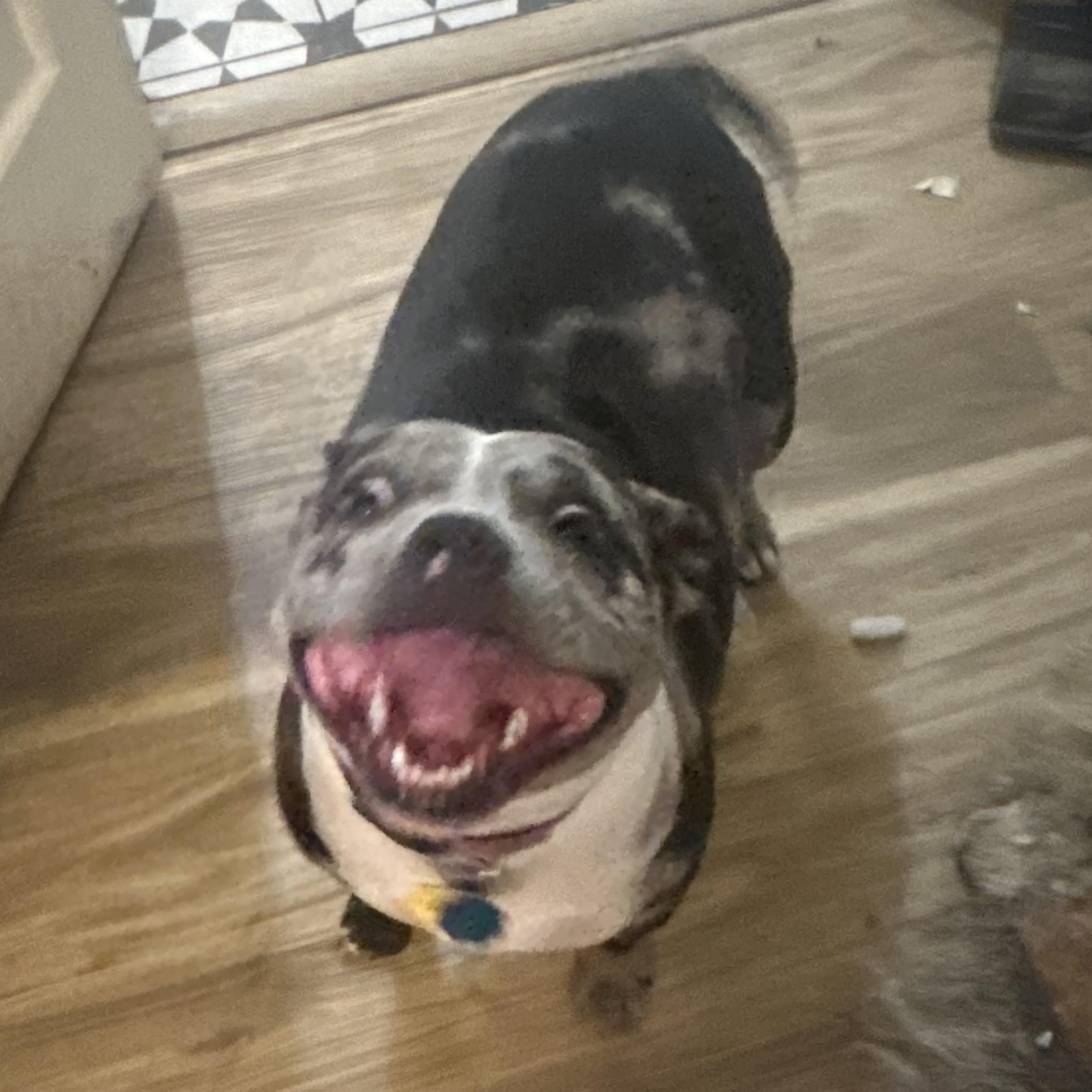 Tilly, a ADOPTABLE mixed breed in Oklahoma City, OK image 2/3