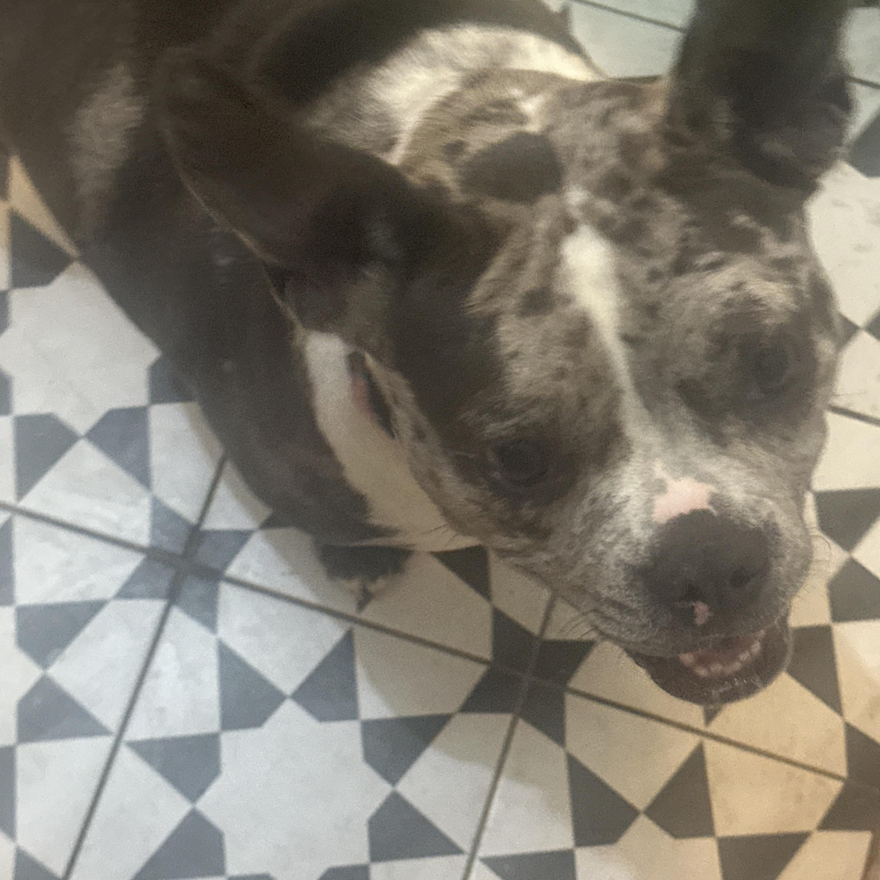Tilly, a ADOPTABLE mixed breed in Oklahoma City, OK image 3/3