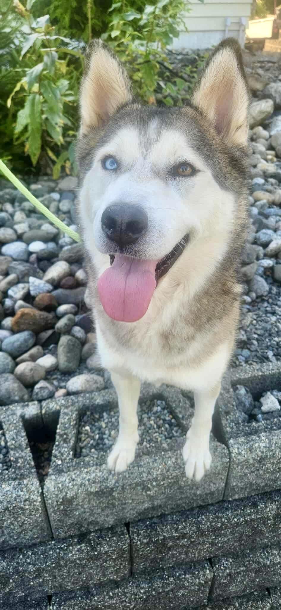 Enlarge Pinto, a Adoptable Siberian Husky in Langley, BC image 3/6