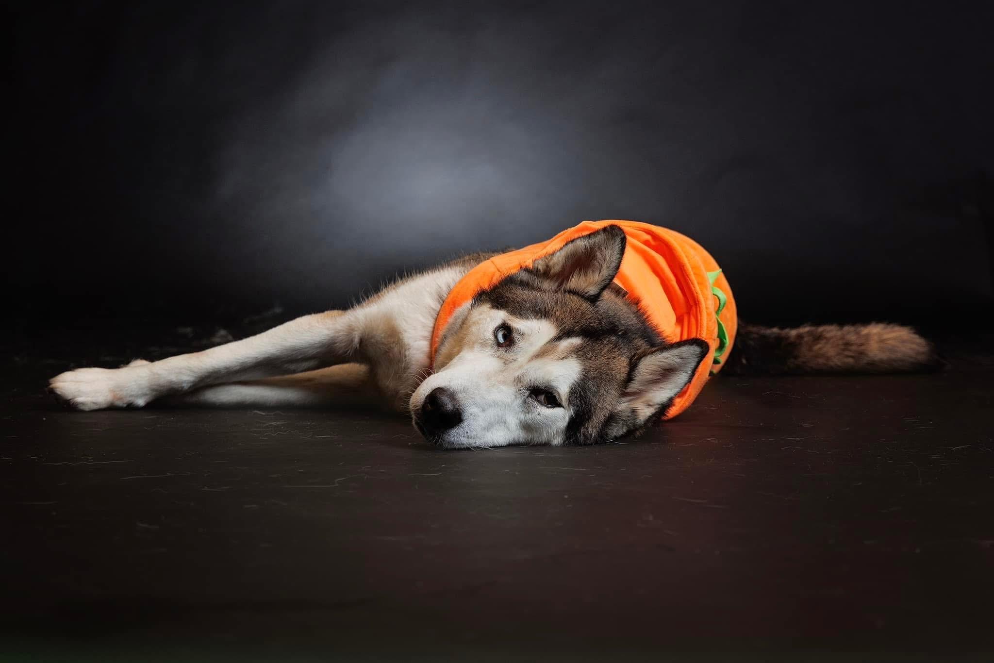 Pinto, an adoptable Siberian Husky in Langley, BC, V3A 4C4 | Photo Image 2