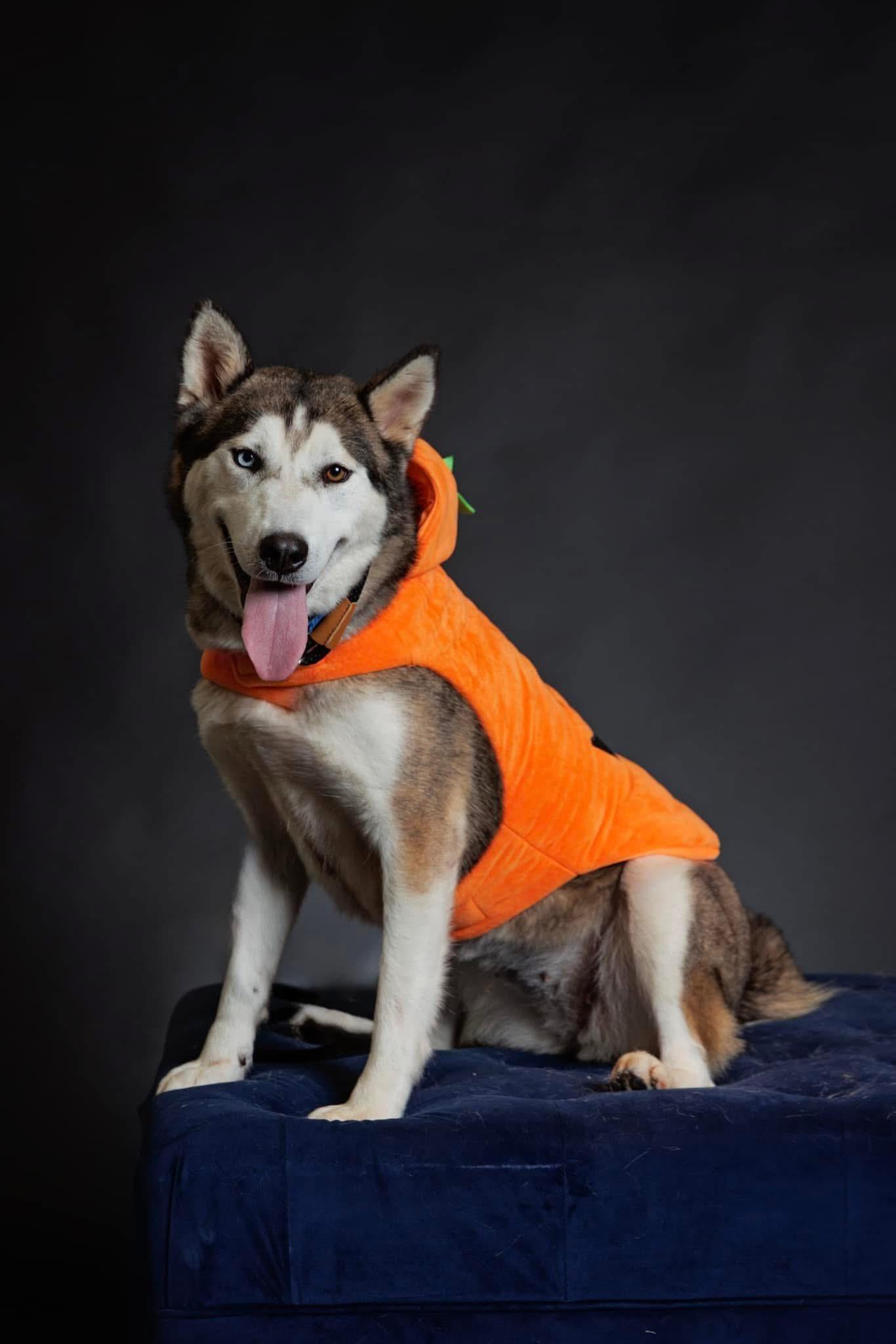 Pinto, an adoptable Siberian Husky in Langley, BC, V3A 4C4 | Photo Image 3