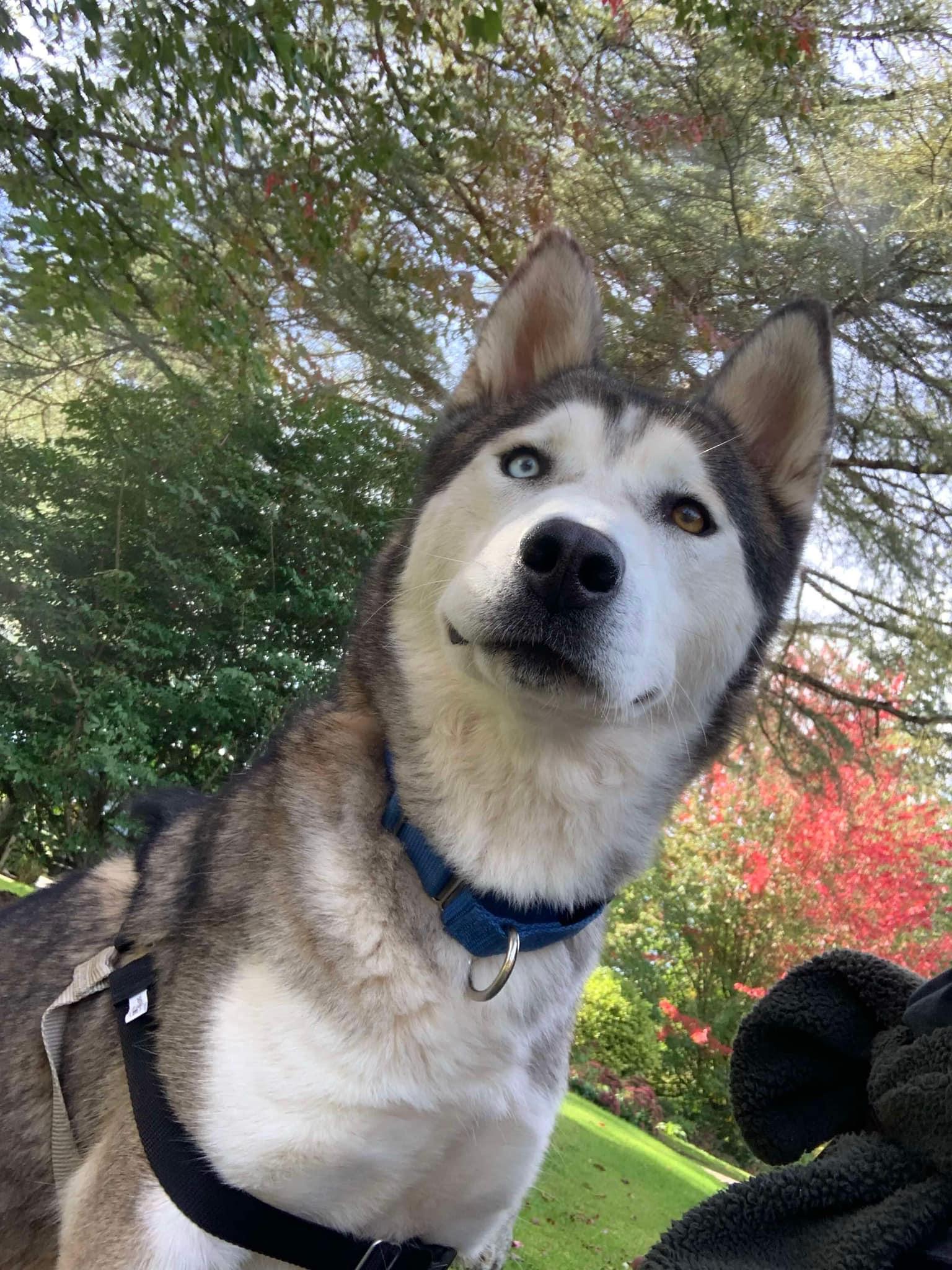 Pinto, an adoptable Siberian Husky in Langley, BC, V3A 4C4 | Photo Image 5