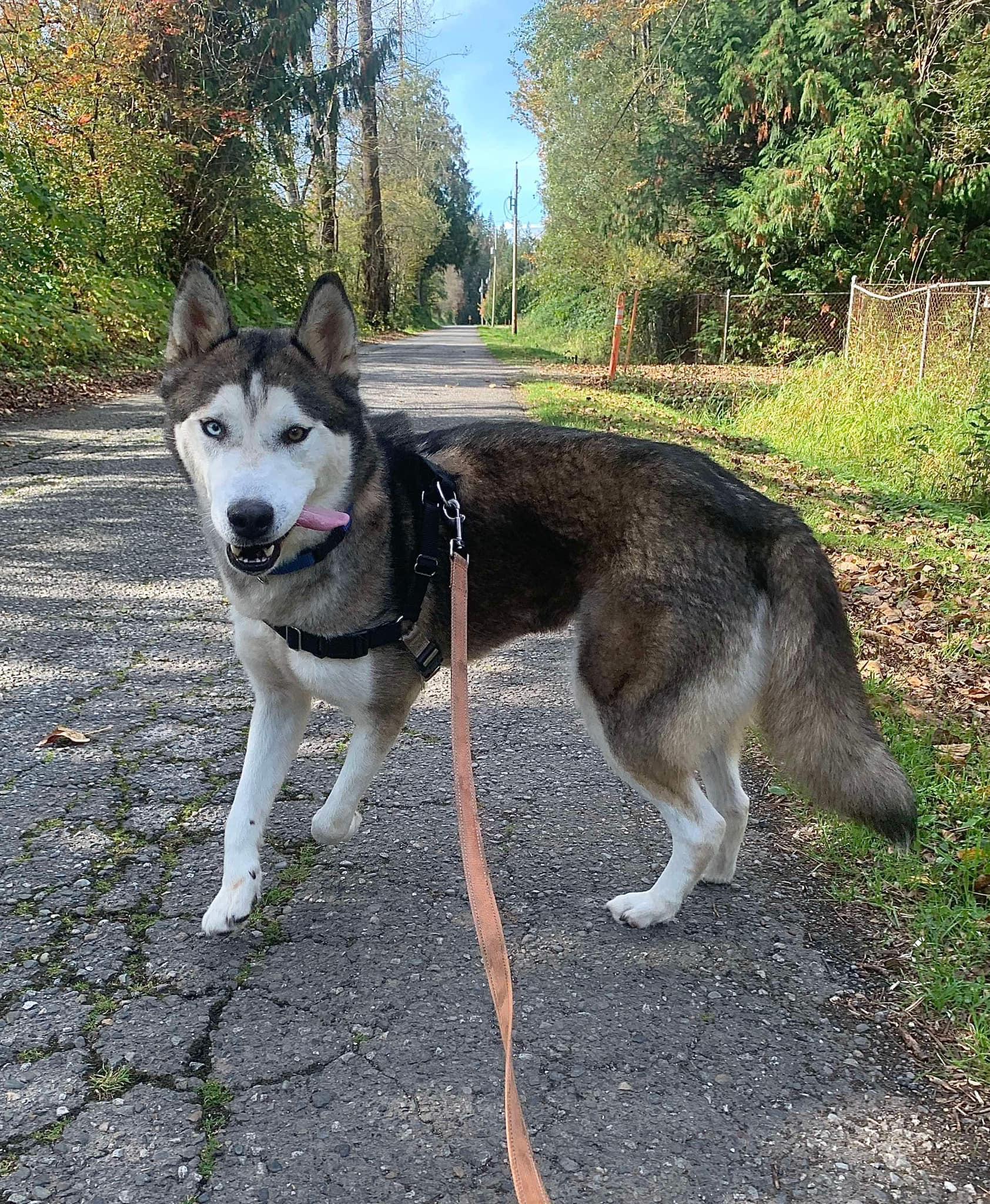 Enlarge Pinto, a Adoptable Siberian Husky in Langley, BC image 2/6