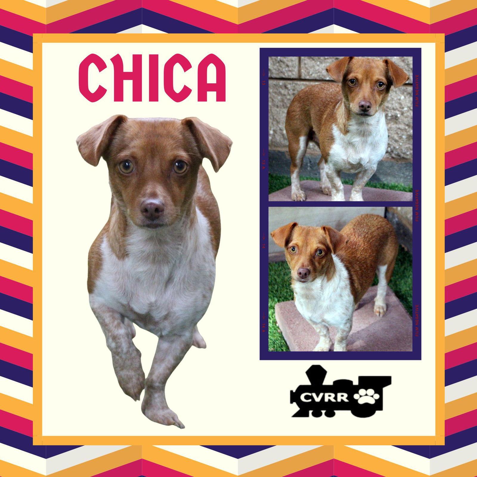 Chica, Adoptable, Adult Female Terrier & Dachshund.