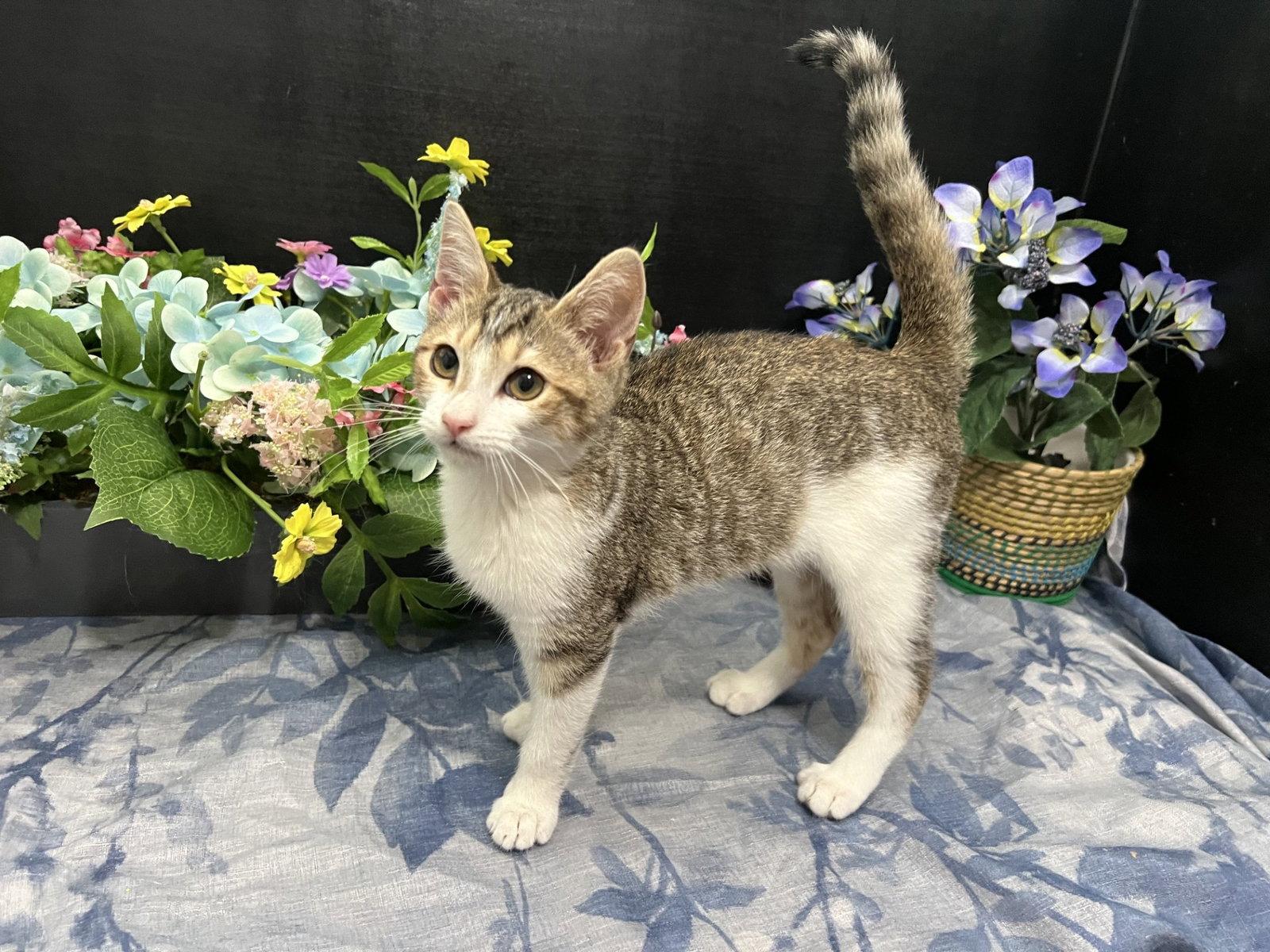Clawdette, Adoptable, Kitten Female Tabby & Domestic Short Hair.