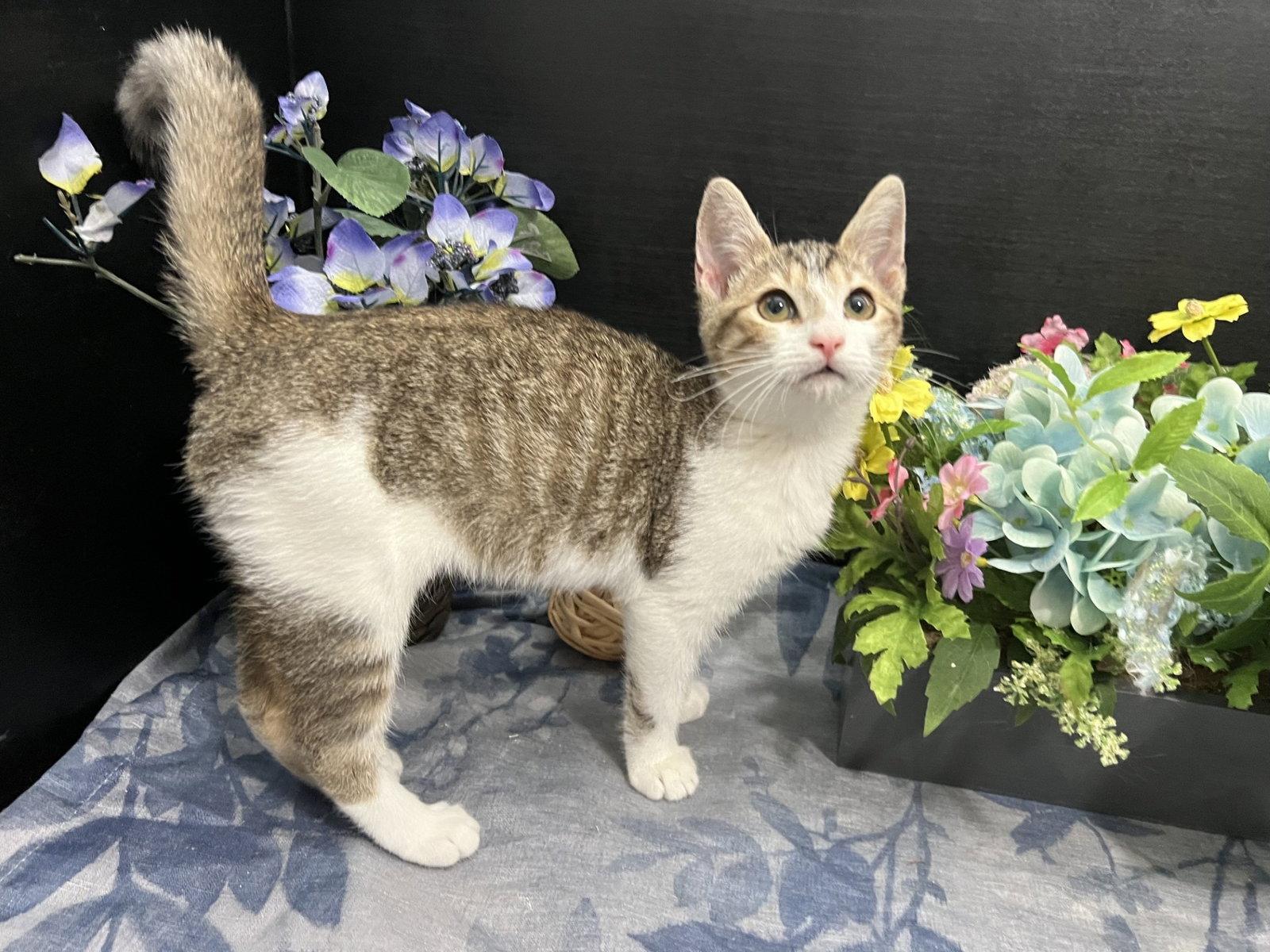 Enlarge Clawdette, a Adoptable mixed breed in Fayetteville, GA image 2/3