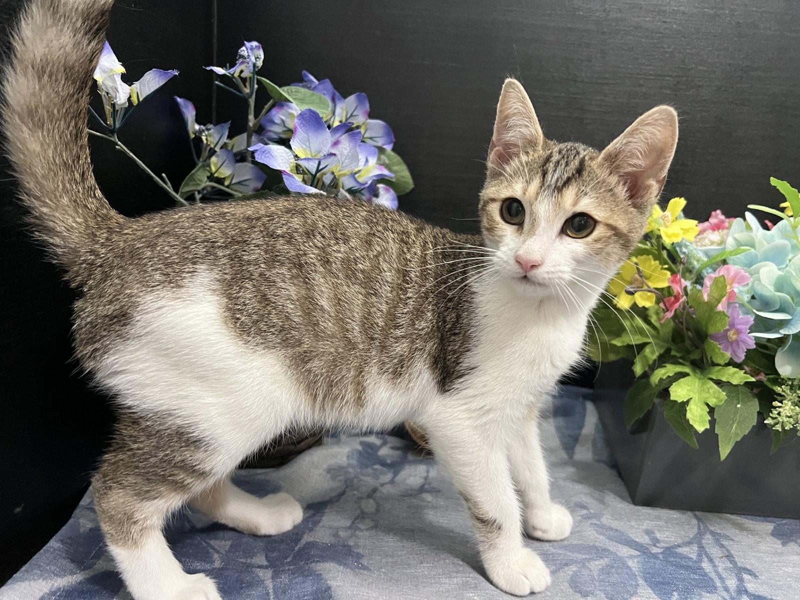 Enlarge Clawdette, a Adoptable mixed breed in Fayetteville, GA image 3/3