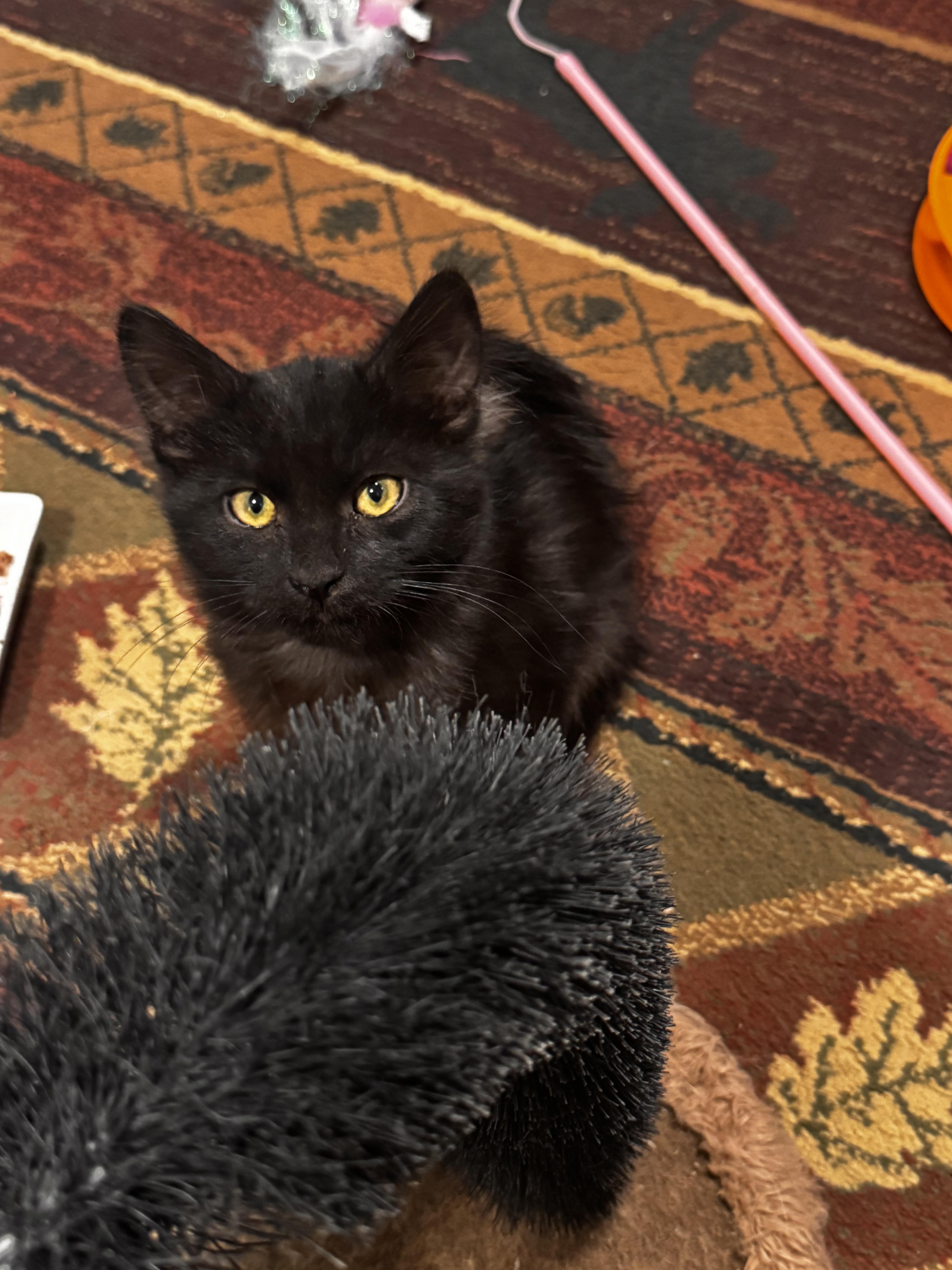 Enlarge Tanana, a Adoptable Domestic Medium Hair in Wasilla, AK image 1/1