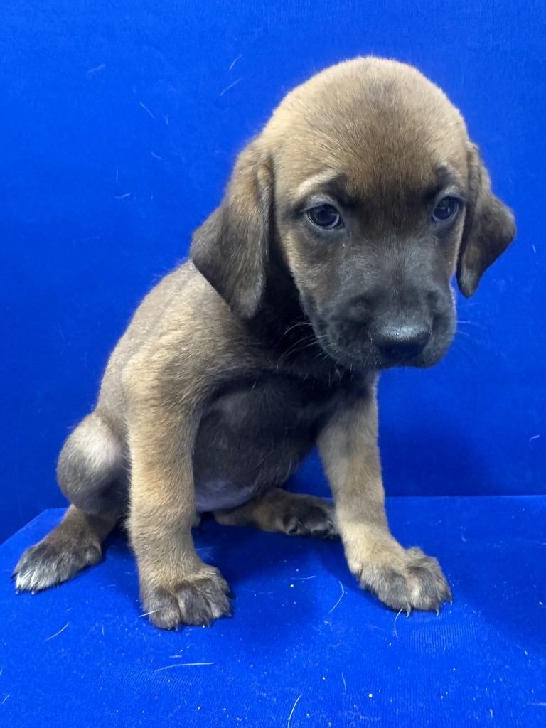 Brie, Adoptable, Puppy Female Mixed Breed.
