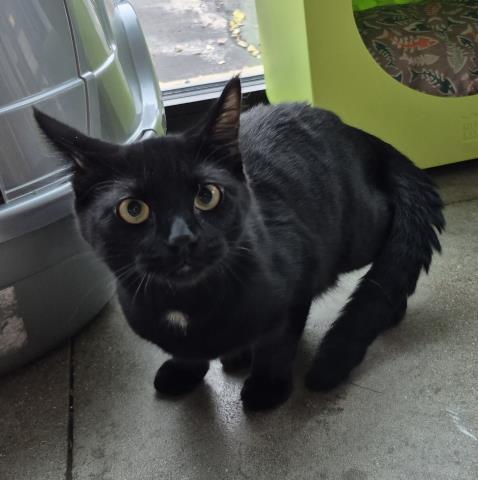 MR. PFEIFFER, Adoptable, Young Male Domestic Short Hair.