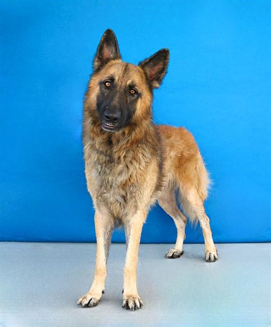 Enlarge DUTCH, a Adoptable mixed breed in Baldwin Park, CA image 1/1