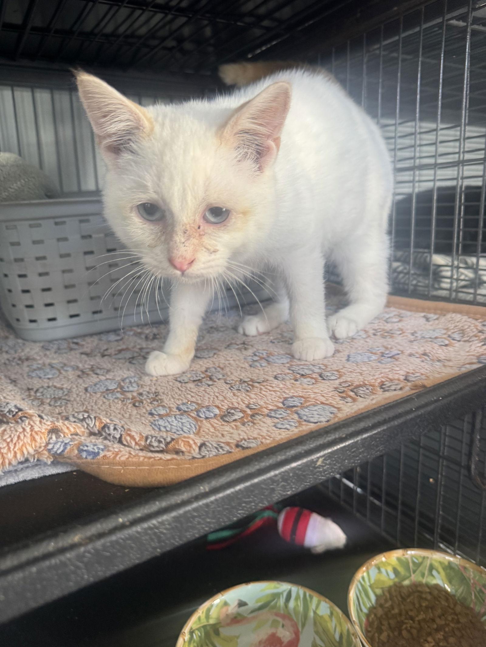 Sebastian, a Adopted Siamese in Naples, FL image 1/2