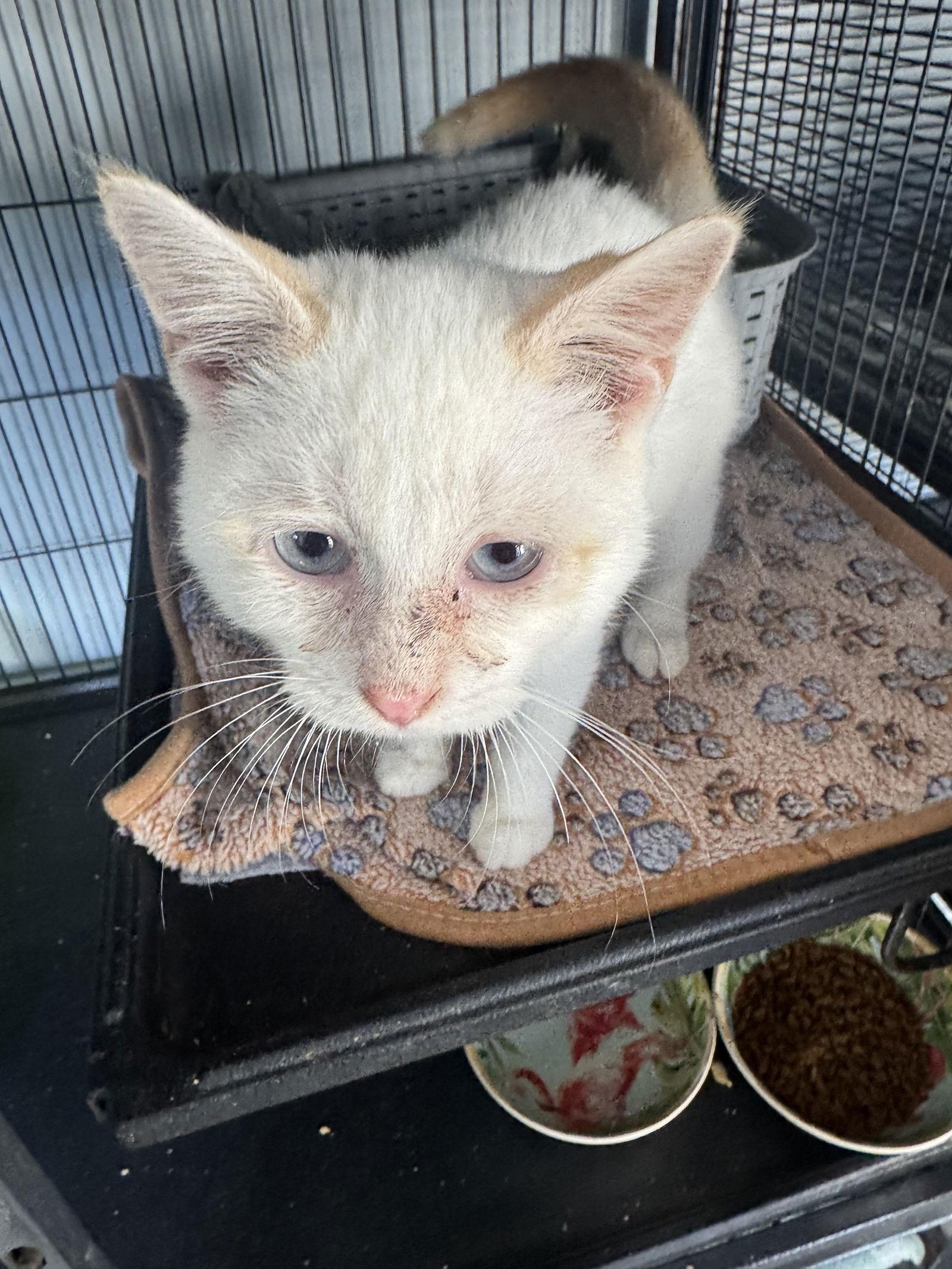 Sebastian, a Adopted Siamese in Naples, FL image 2/2