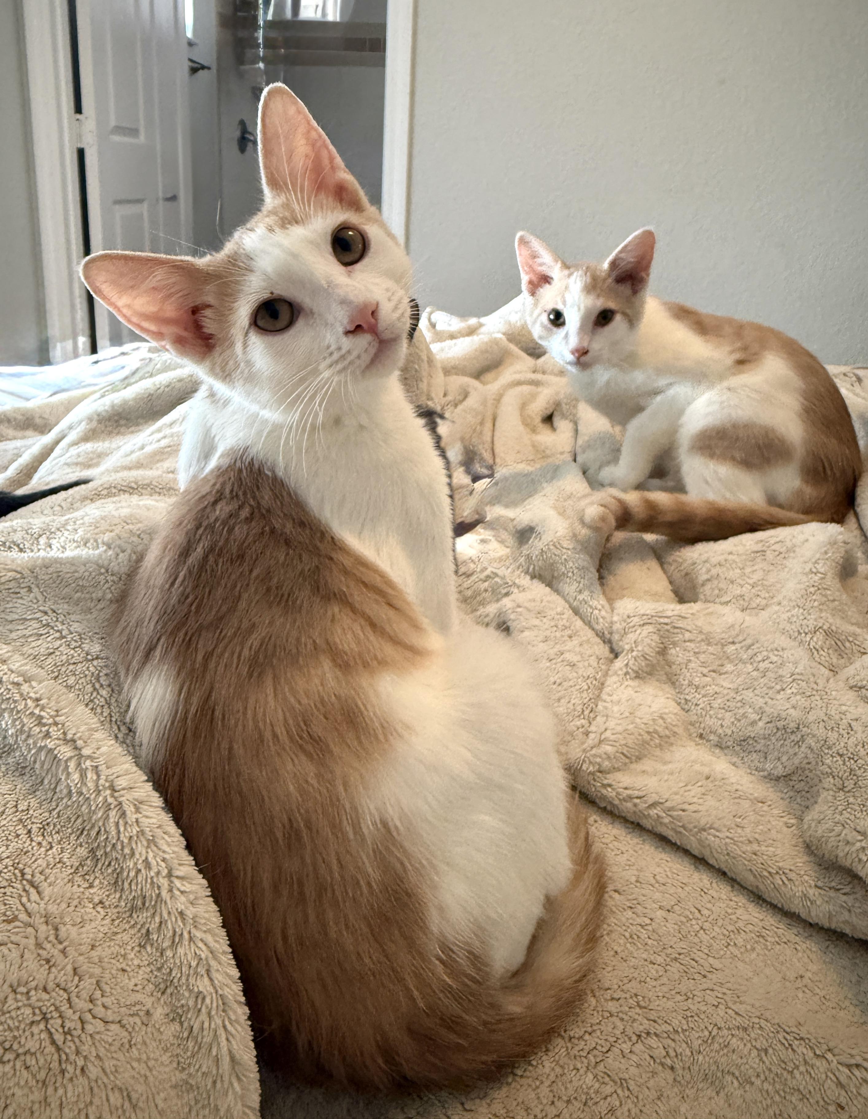 Enlarge Jiggly, a Adoptable Domestic Short Hair in New Smyrna Beach, FL image 3/4