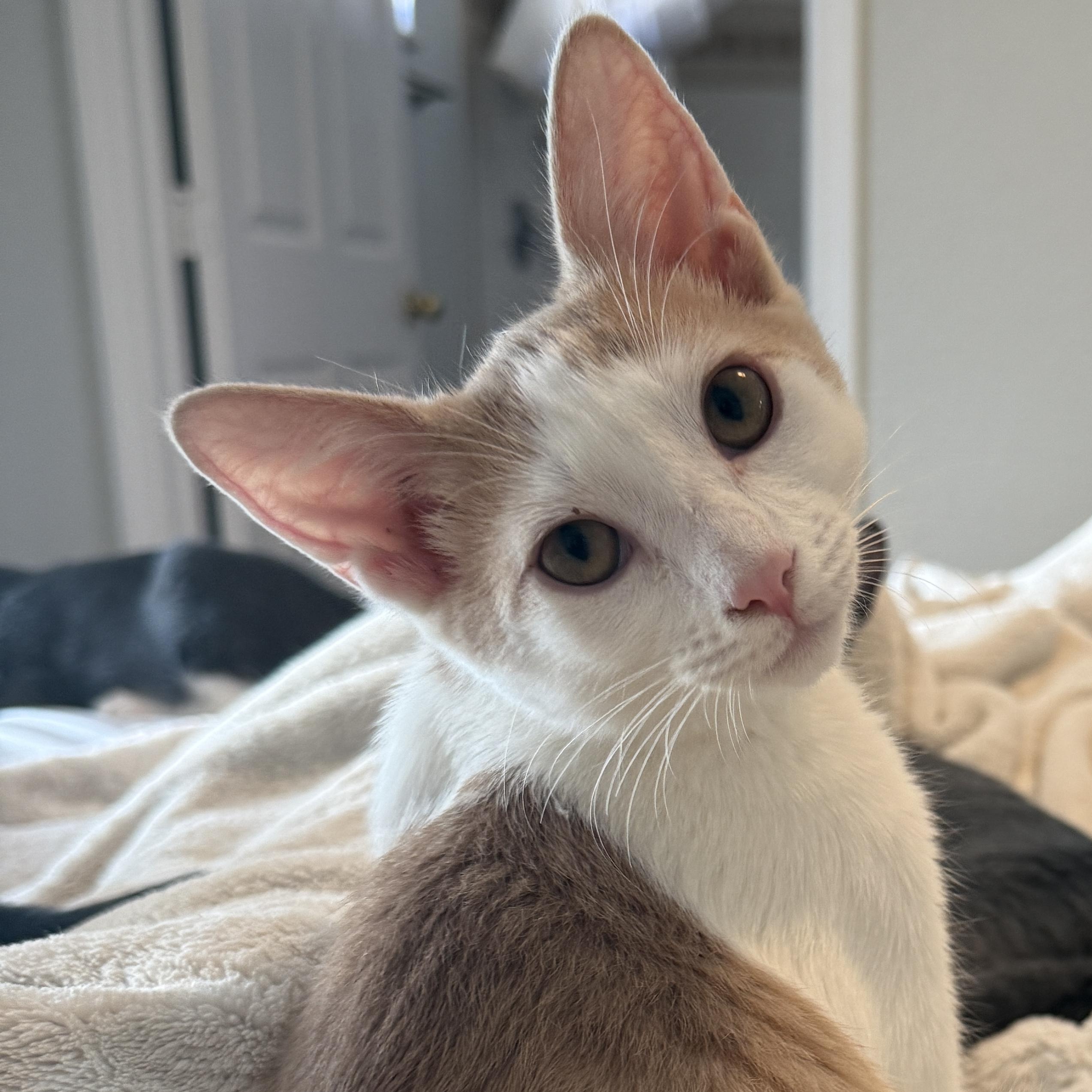 Enlarge Jiggly, a Adoptable Domestic Short Hair in New Smyrna Beach, FL image 1/4