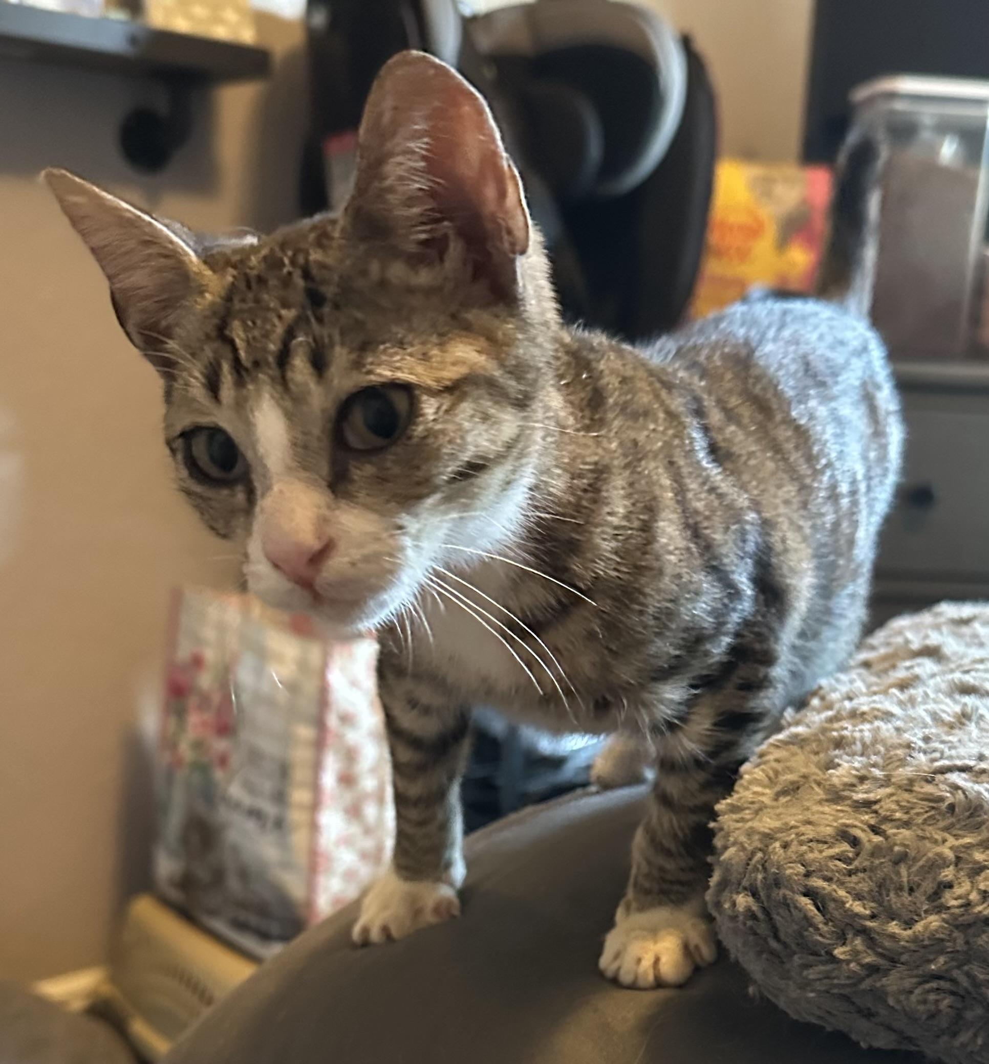 Anchovy, a Adoptable Domestic Short Hair in Spring Hill, FL image 6/6