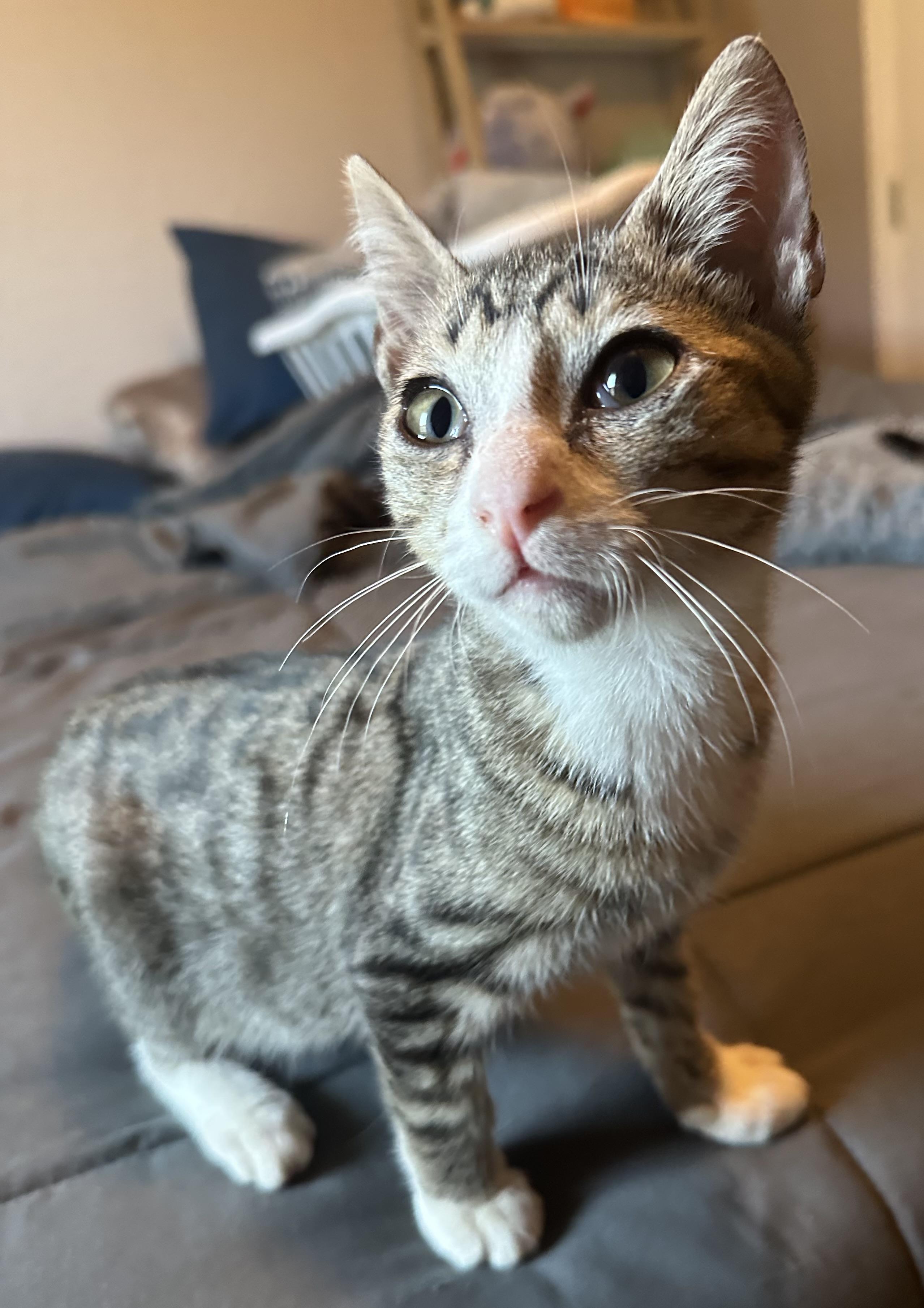 Anchovy, a Adoptable Domestic Short Hair in Spring Hill, FL image 3/6