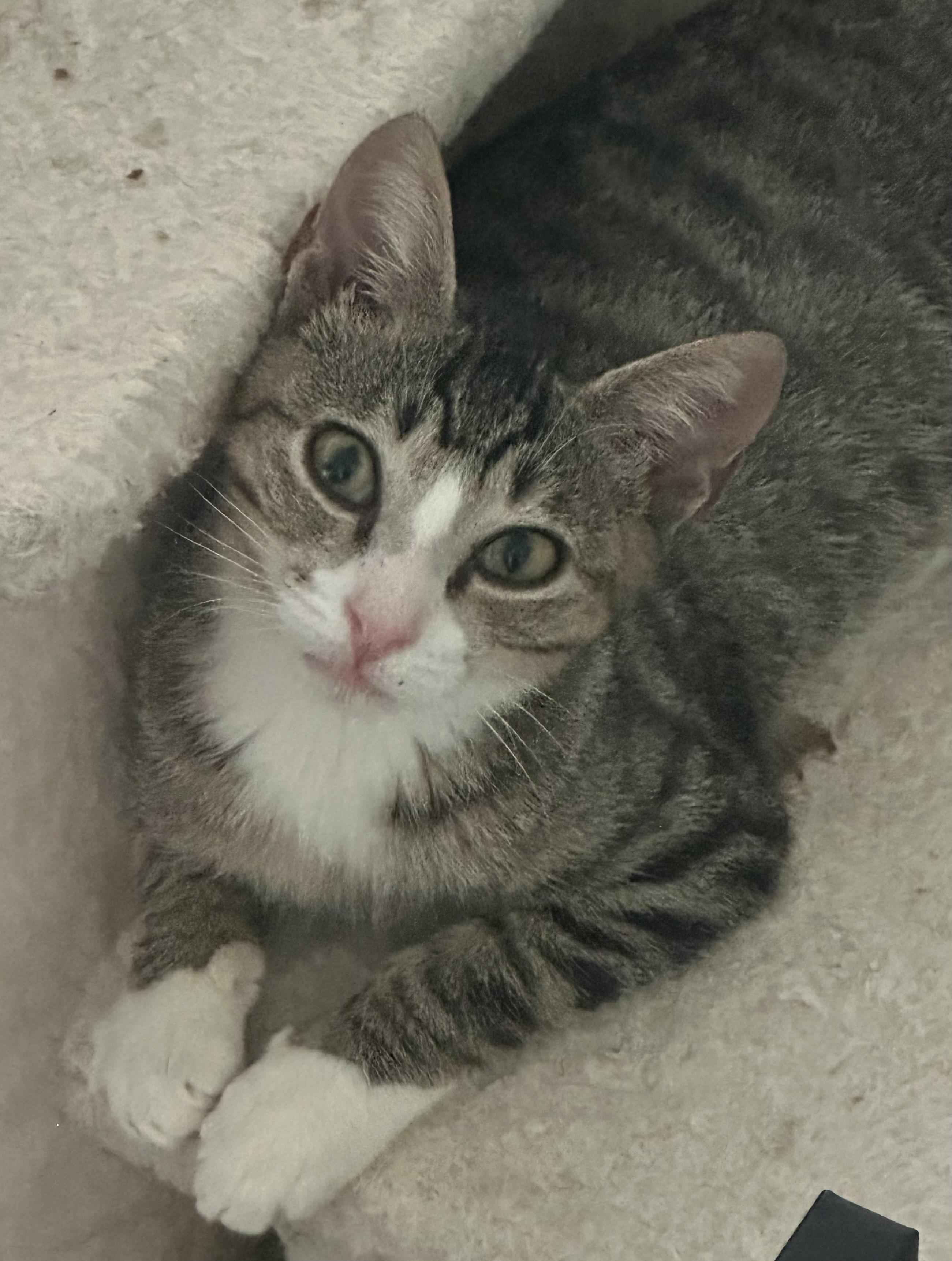 Anchovy, a Adoptable Domestic Short Hair in Spring Hill, FL image 2/6