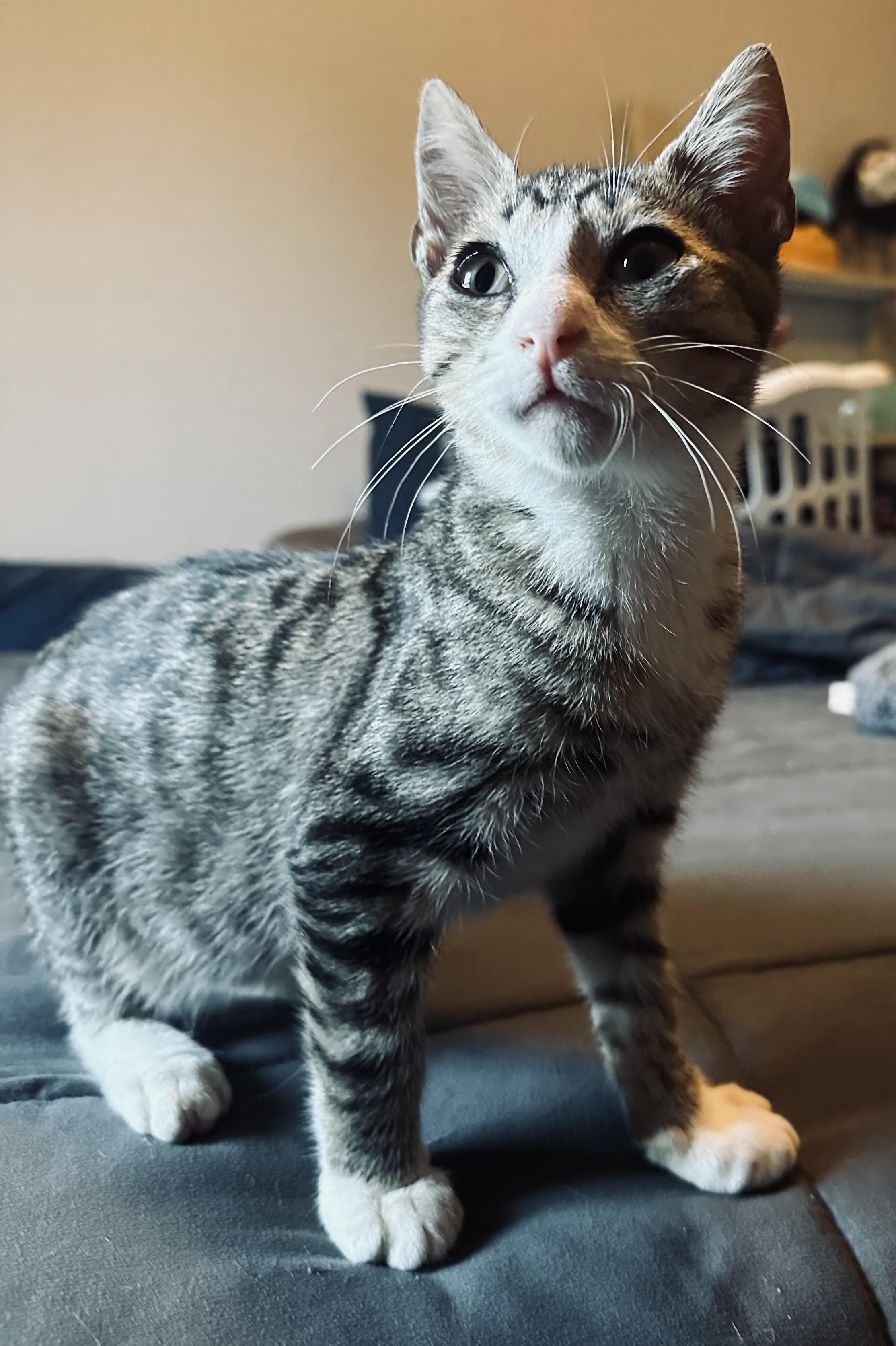 Anchovy, a Adoptable Domestic Short Hair in Spring Hill, FL image 5/6