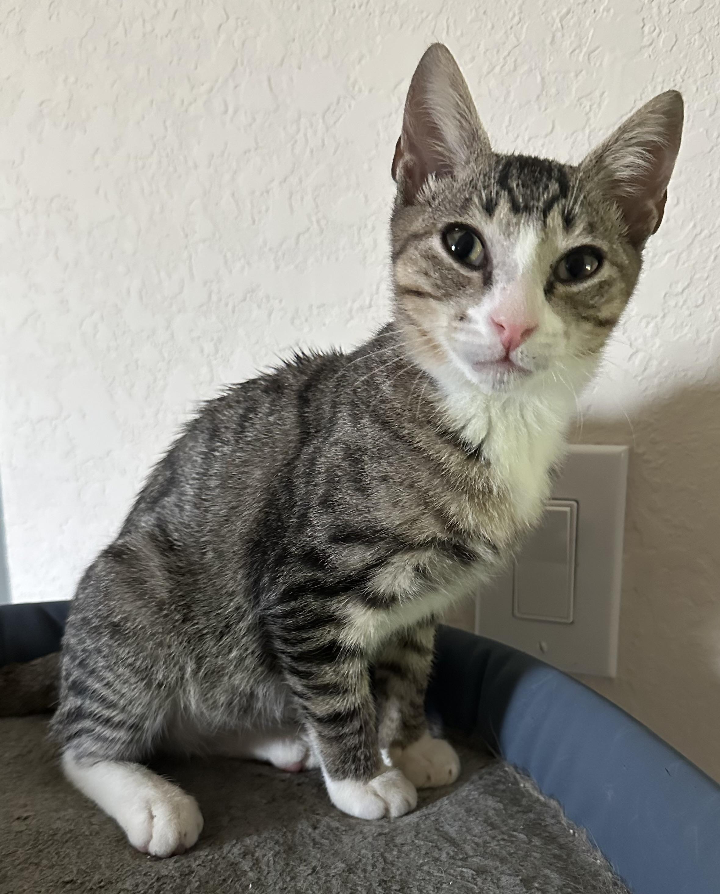 Anchovy, a Adoptable Domestic Short Hair in Spring Hill, FL image 1/6