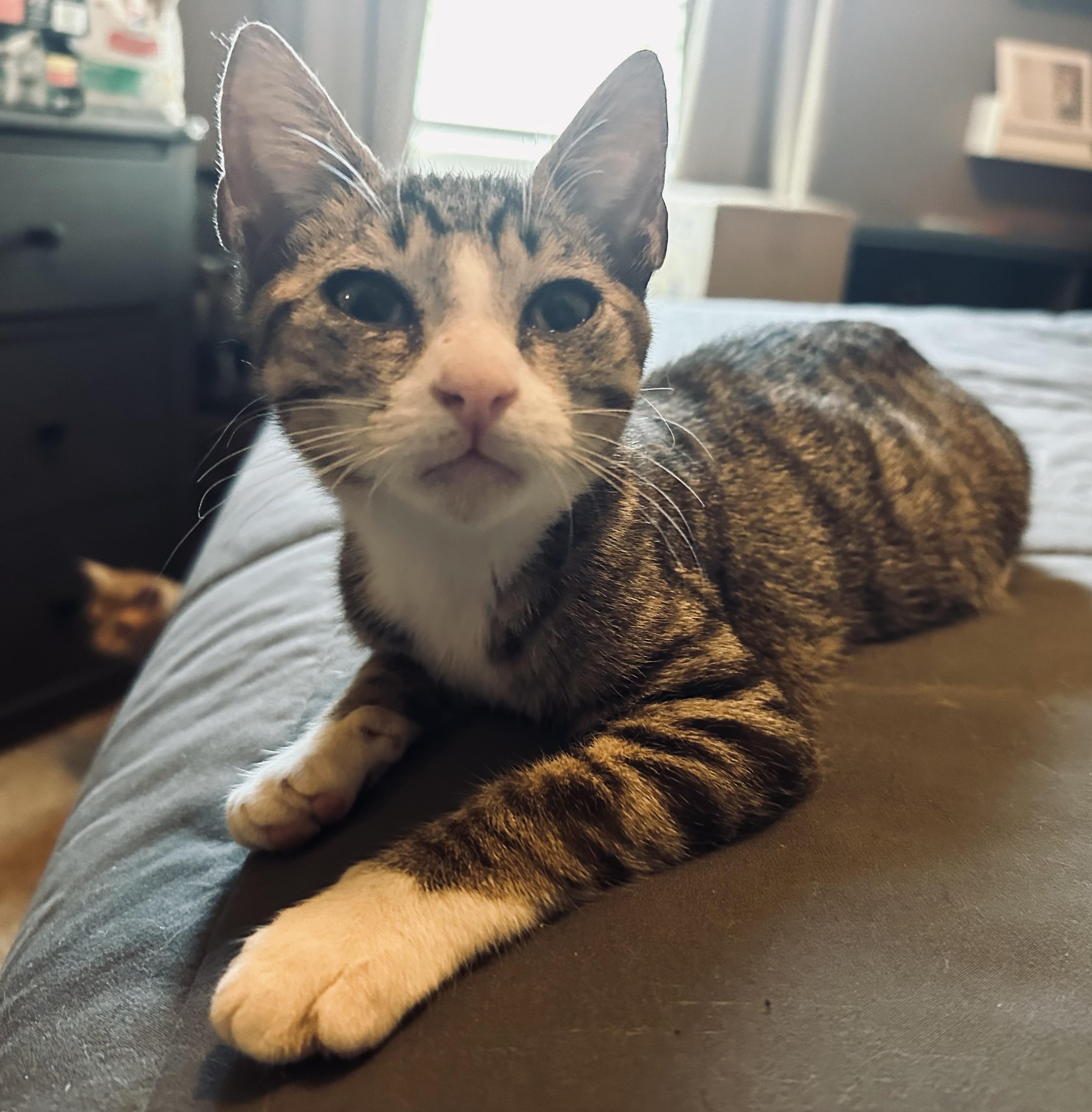 Anchovy, a Adoptable Domestic Short Hair in Spring Hill, FL image 4/6