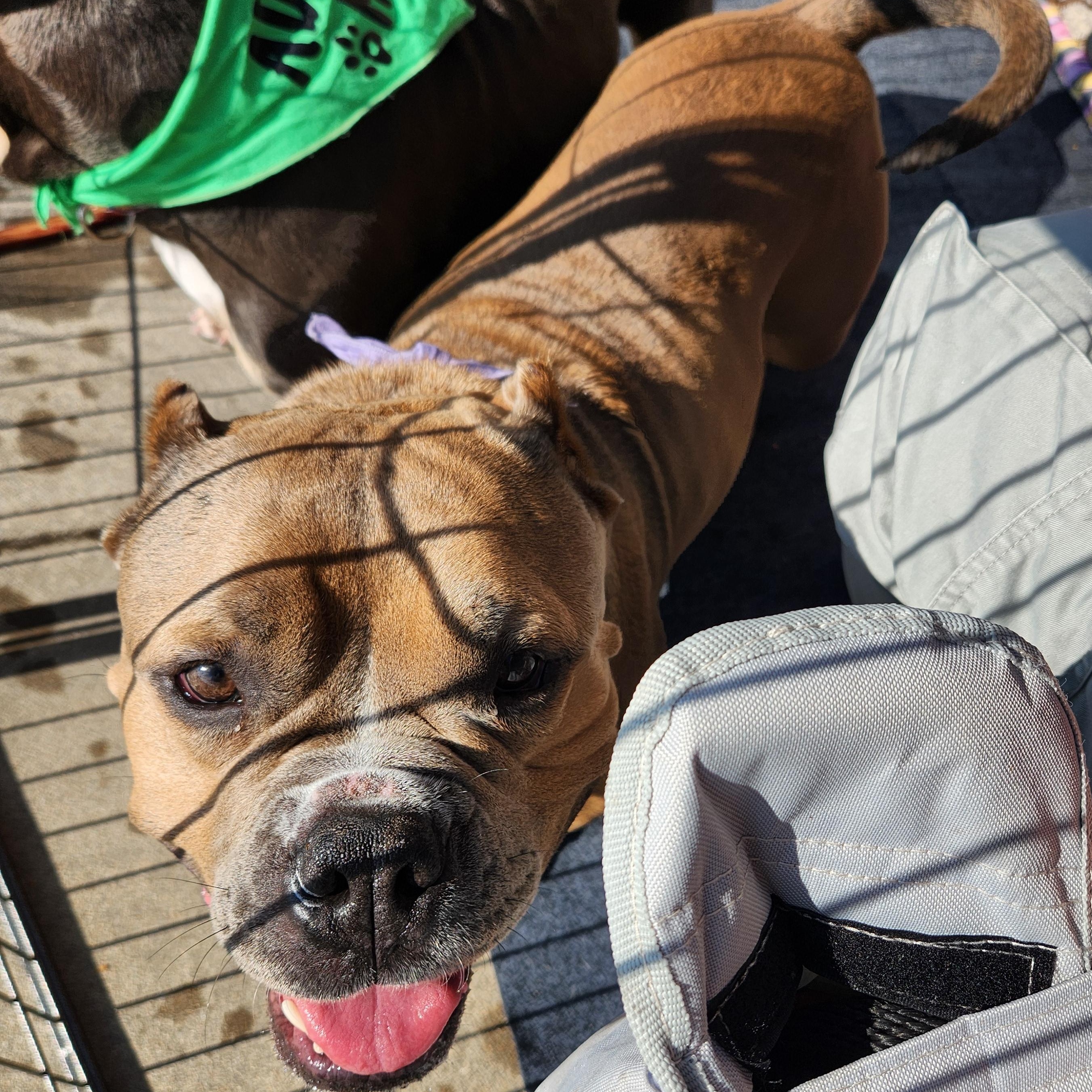 Morgan, Adoptable, Adult Female Staffordshire Bull Terrier.