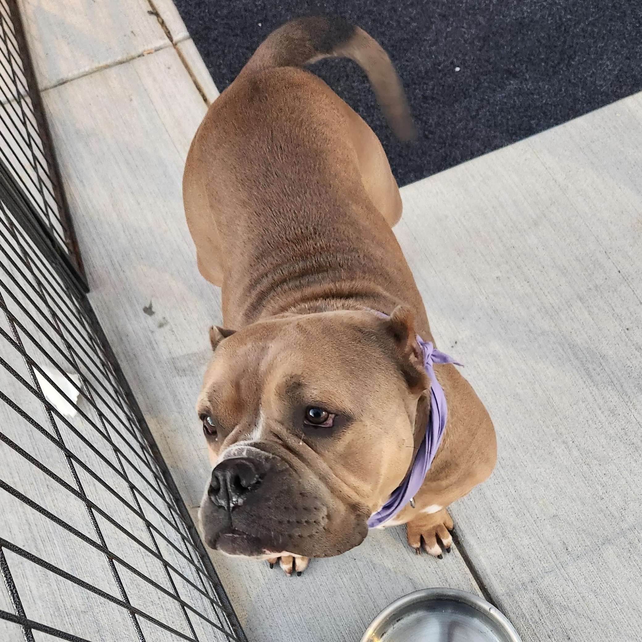 Enlarge Morgan, a Adoptable mixed breed in ROWLETT, TX image 2/6