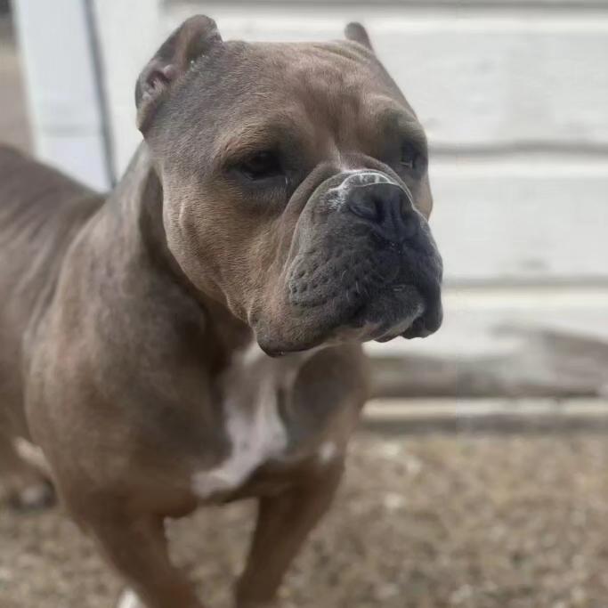 Morgan, Adoptable, Adult Female Staffordshire Bull Terrier.