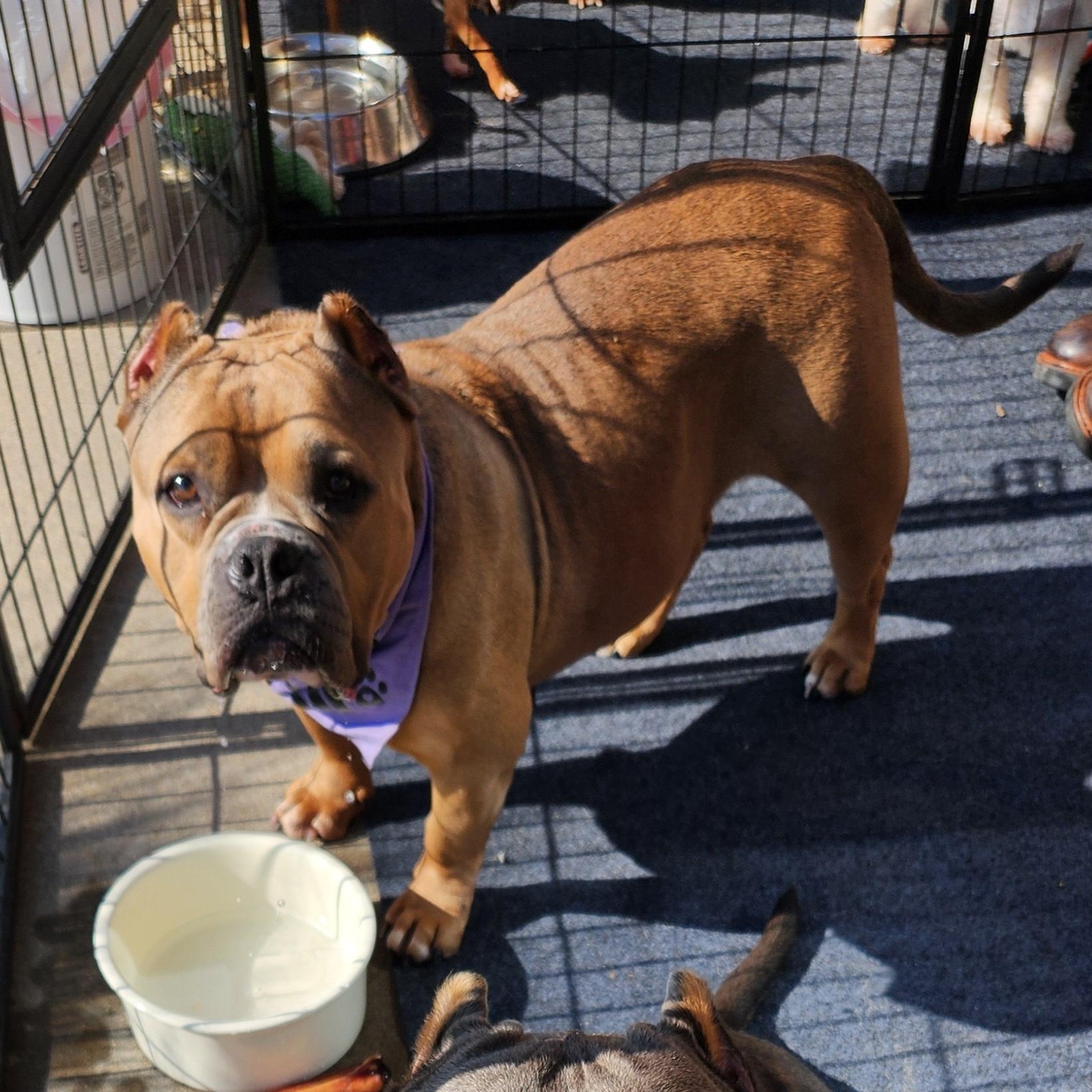 Enlarge Morgan, a Adoptable mixed breed in ROWLETT, TX image 4/6