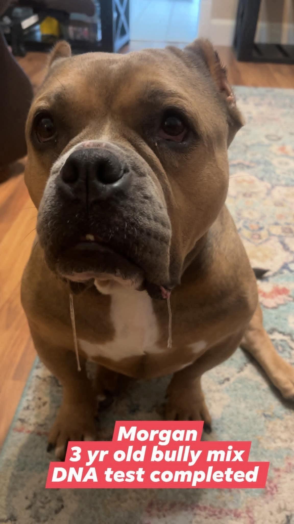 Enlarge Morgan, a Adoptable mixed breed in ROWLETT, TX image 5/6