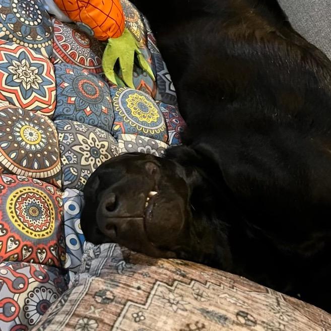 Elton, Adoptable, Adult Male Black Labrador Retriever & Mixed Breed.