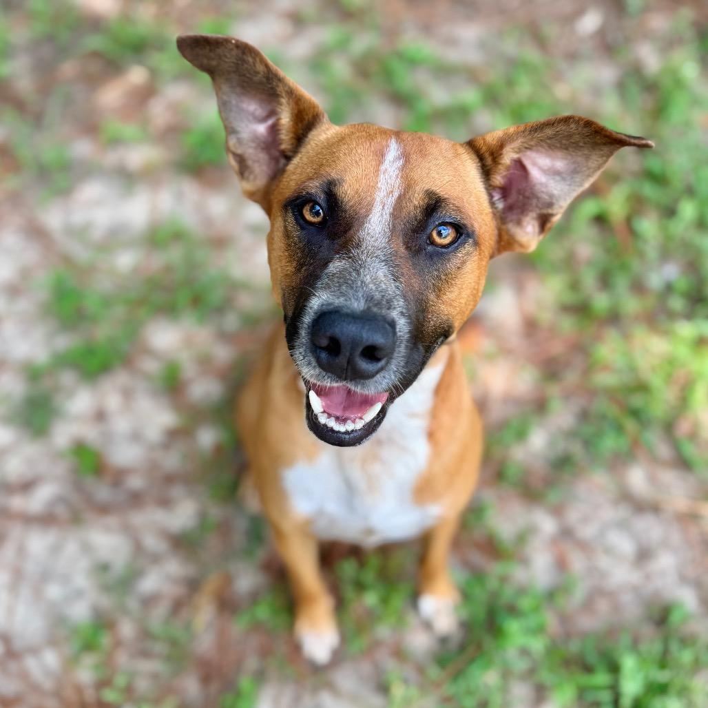 Ringo, Adoptable, Adult Male Mixed Breed.
