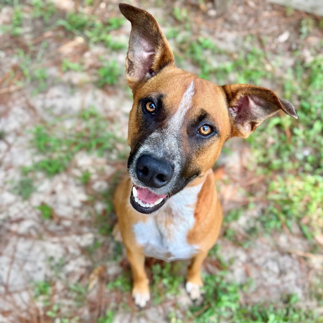Ringo, a Adoptable Mixed Breed in Milton, FL image 3/6