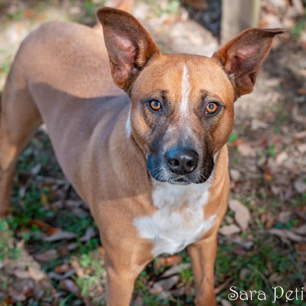 Ringo, a Adoptable Mixed Breed in Milton, FL image 4/6