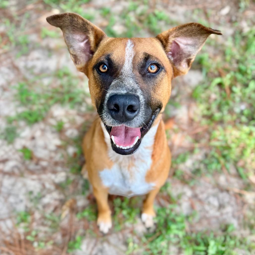 Ringo, a Adoptable Mixed Breed in Milton, FL image 5/6