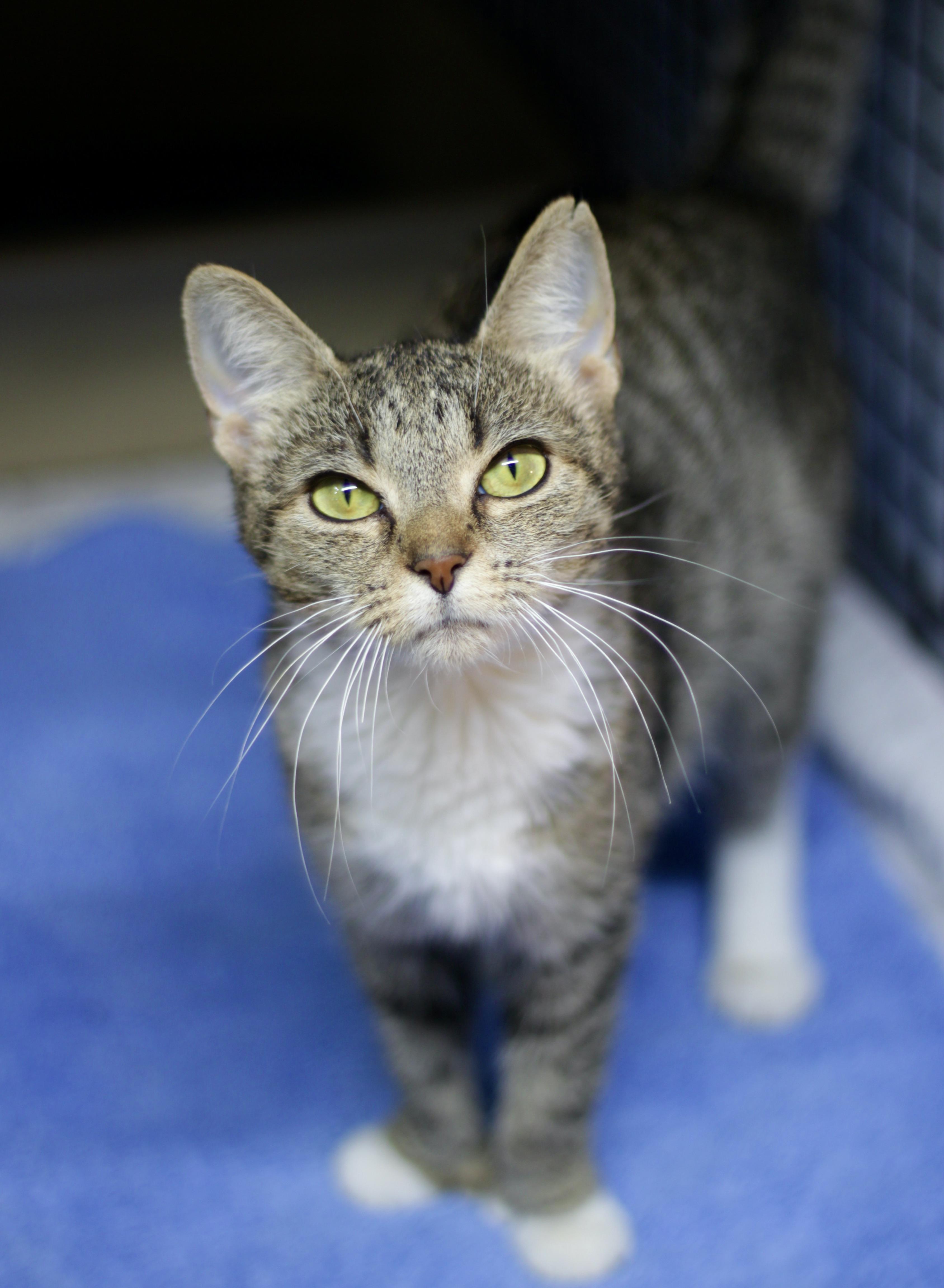 Enlarge Mollie, a Adoptable Domestic Short Hair in Avon, OH image 1/3