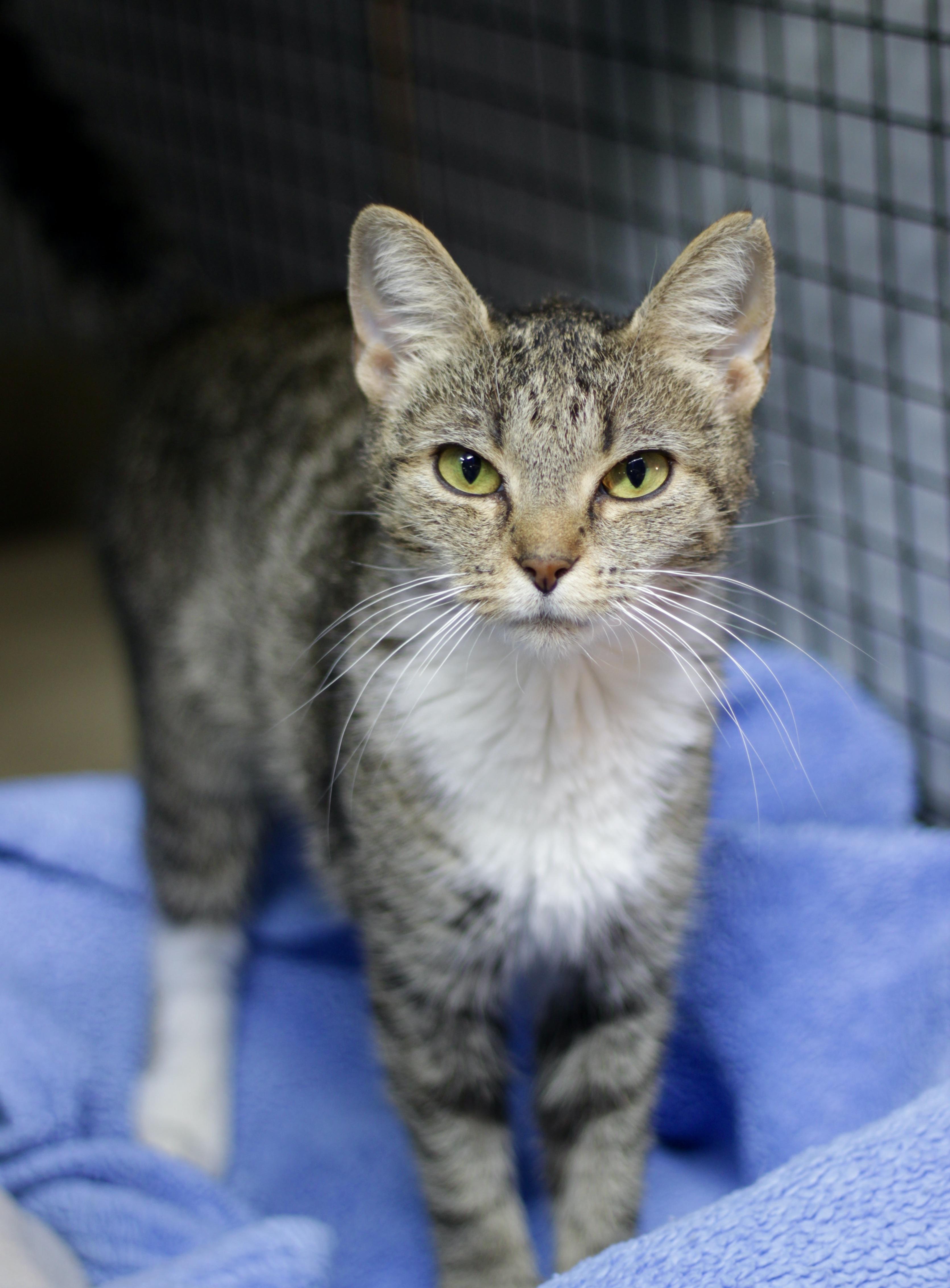 Enlarge Mollie, a Adoptable Domestic Short Hair in Avon, OH image 2/3