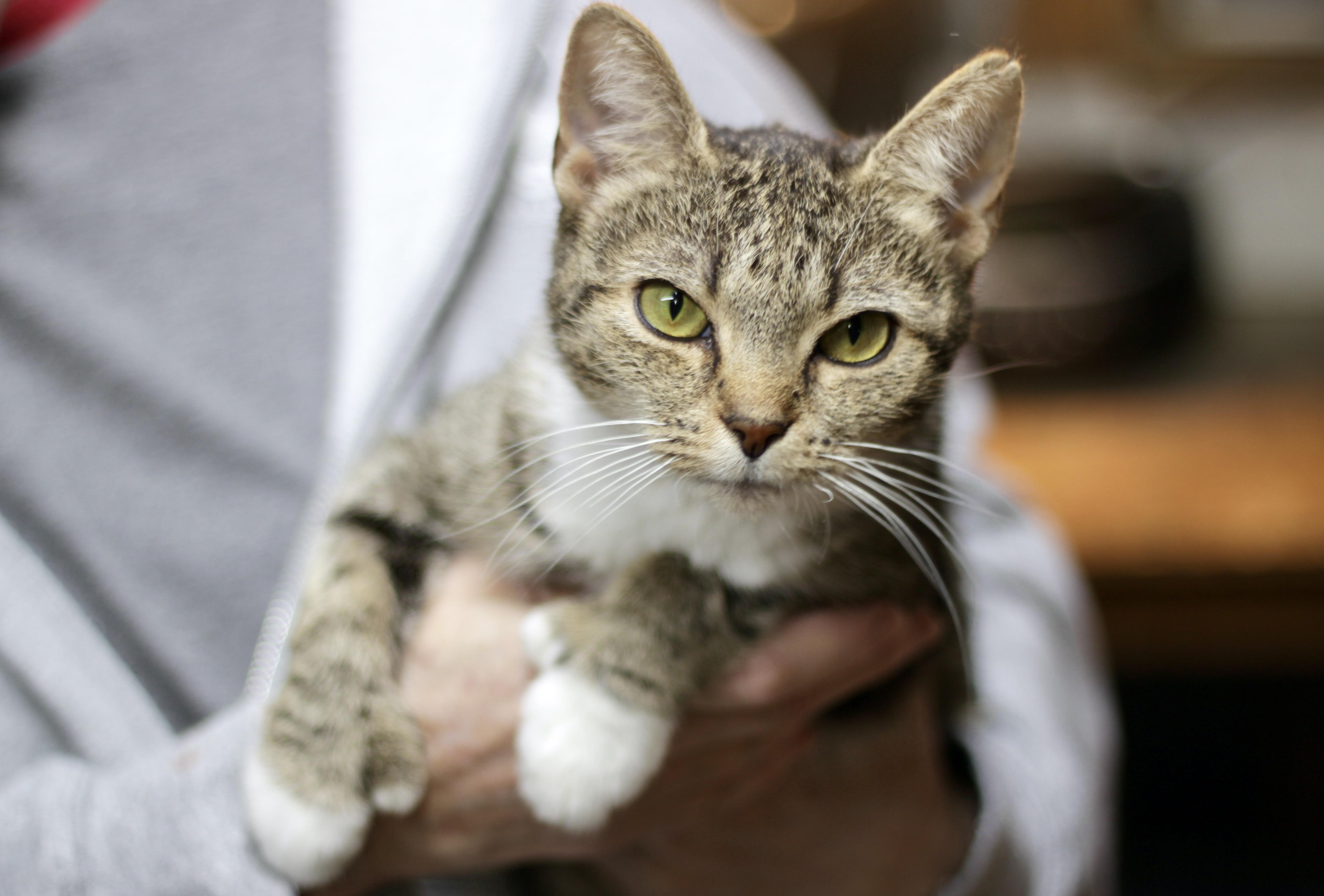 Enlarge Mollie, a Adoptable Domestic Short Hair in Avon, OH image 3/3