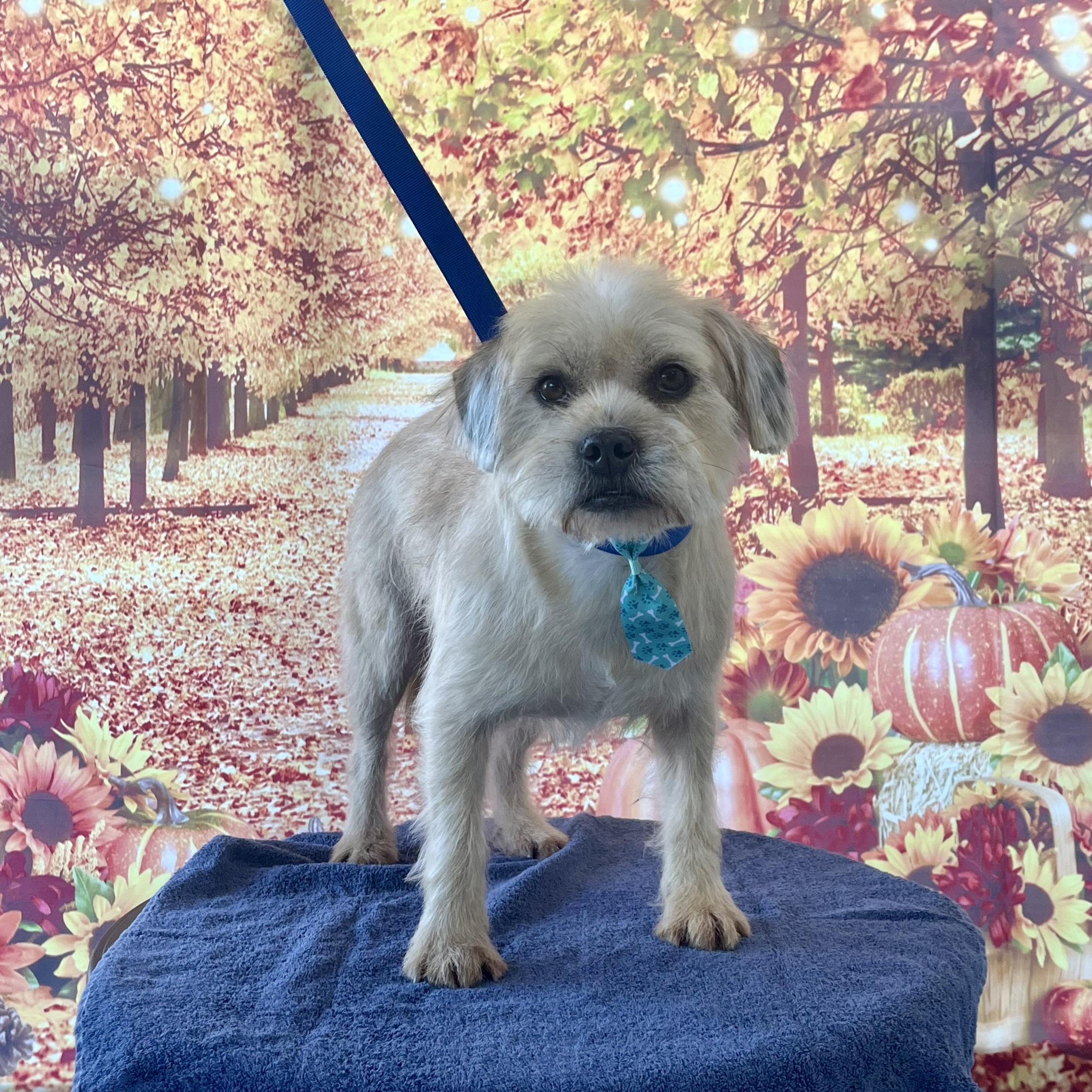 Enlarge Chewy, a Adoptable mixed breed in Newport Beach, CA image 1/5