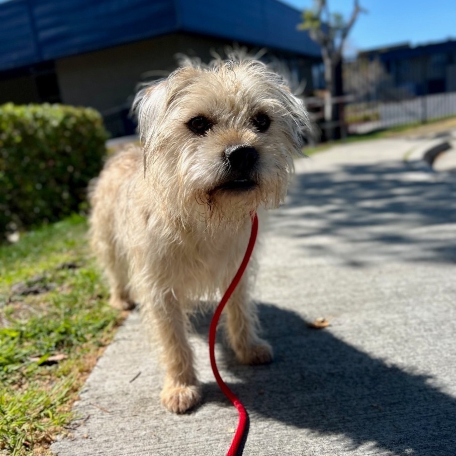 Chewy * Courtesy Post*, a Adoptable mixed breed in Newport Beach, CA image 2/6