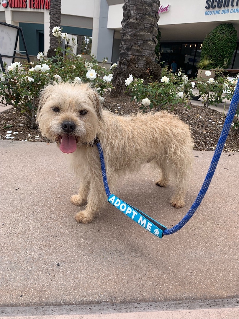 Chewy * Courtesy Post*, a Adoptable mixed breed in Newport Beach, CA image 3/6