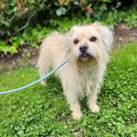 Chewy * Courtesy Post*, a Adoptable mixed breed in Newport Beach, CA image 4/6