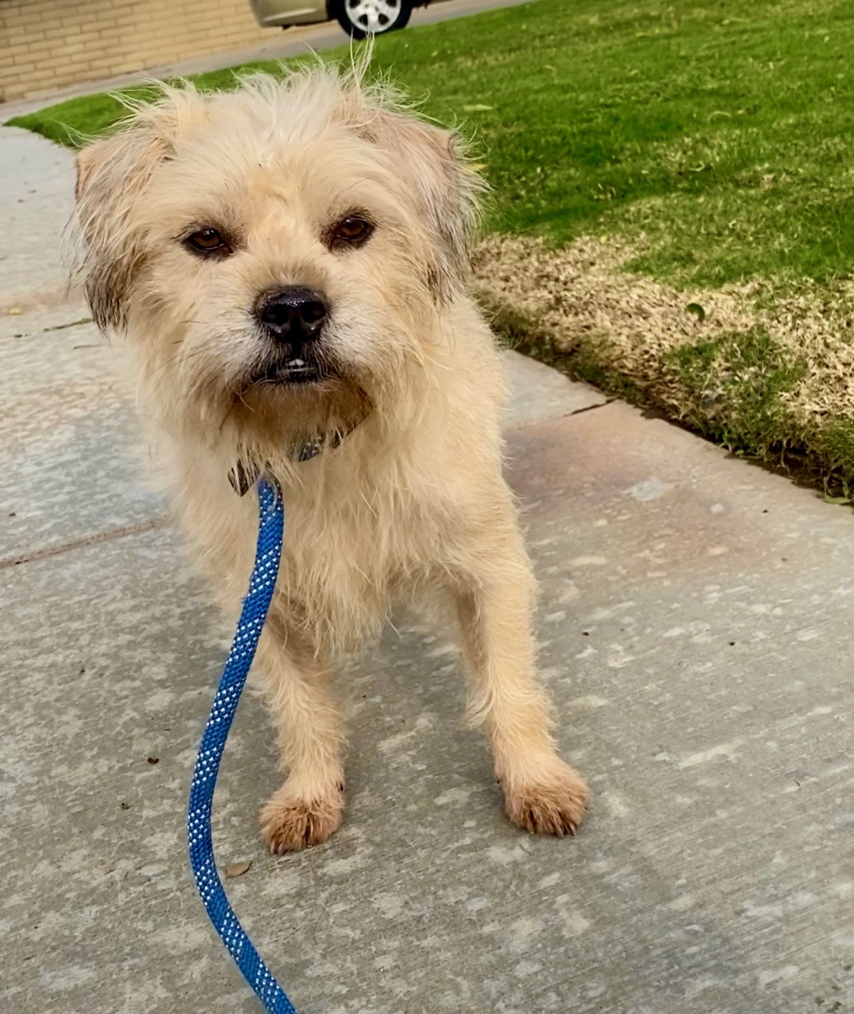 Chewy * Courtesy Post*, a Adoptable mixed breed in Newport Beach, CA image 5/6