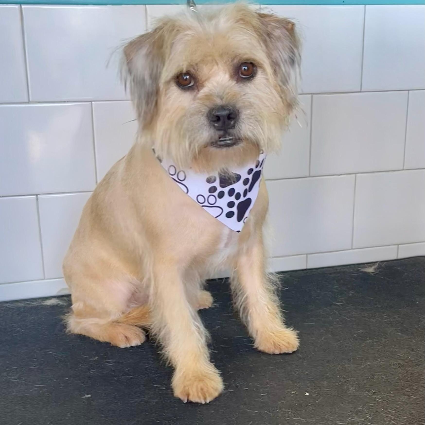 Enlarge Chewy- Courtesy Post, a Adoptable mixed breed in Newport Beach, CA image 1/5