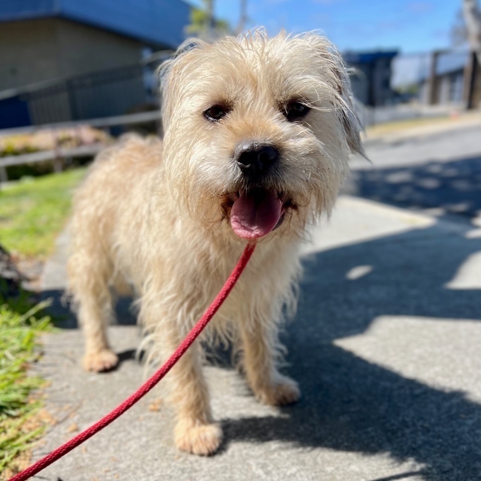 Chewy * Courtesy Post*, a Adoptable mixed breed in Newport Beach, CA image 6/6