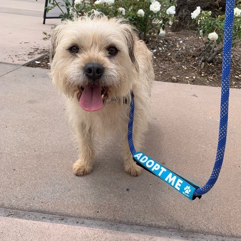 Chewy * Courtesy Post*, Adoptable, Adult Male Cairn Terrier & Wheaten Terrier.