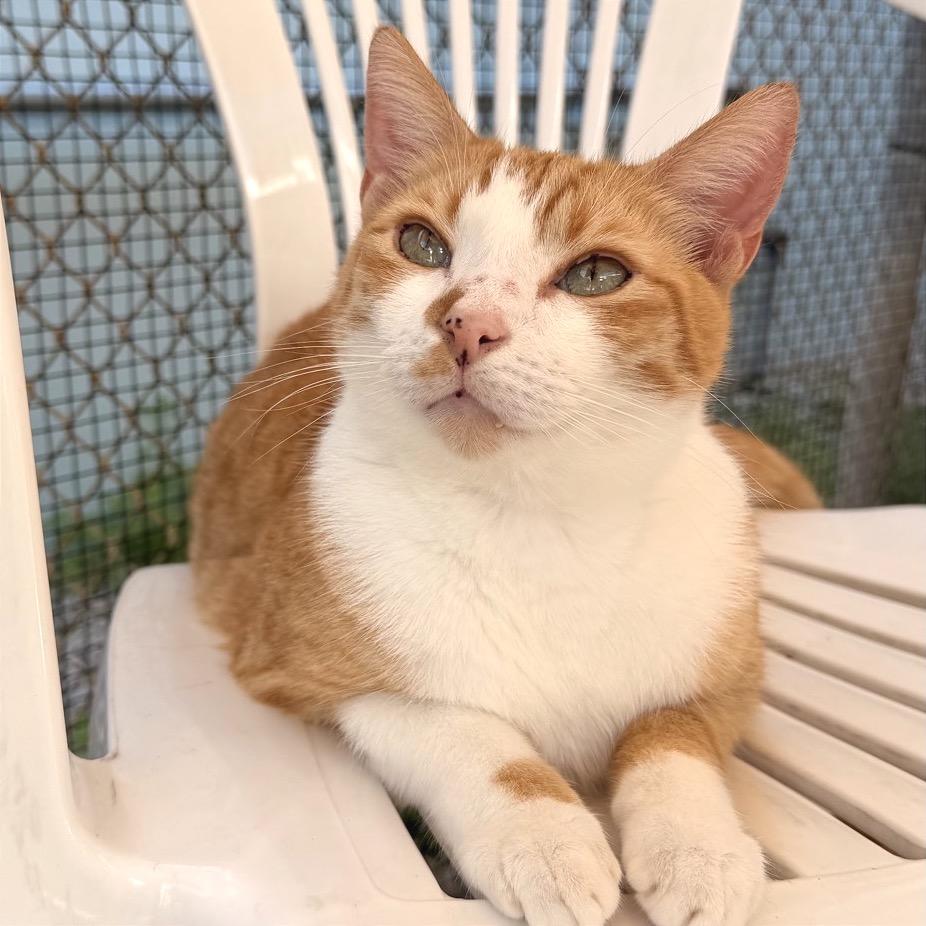 Lonnie, a Adoptable Domestic Short Hair in Fort Lauderdale, FL image 1/6